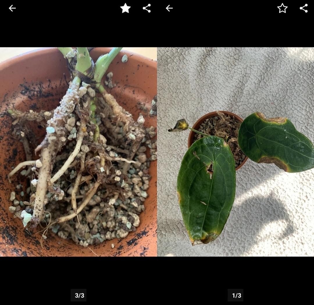 An offer of my absolute wishlist plant on our local Craigslist. She