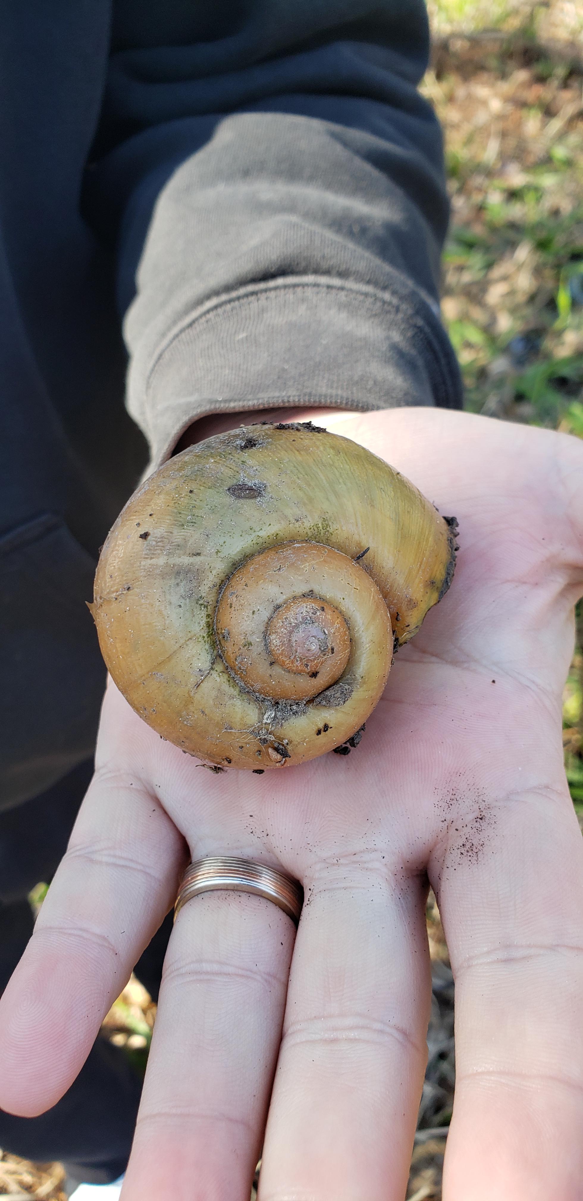 Lake Houston shells. r/snails