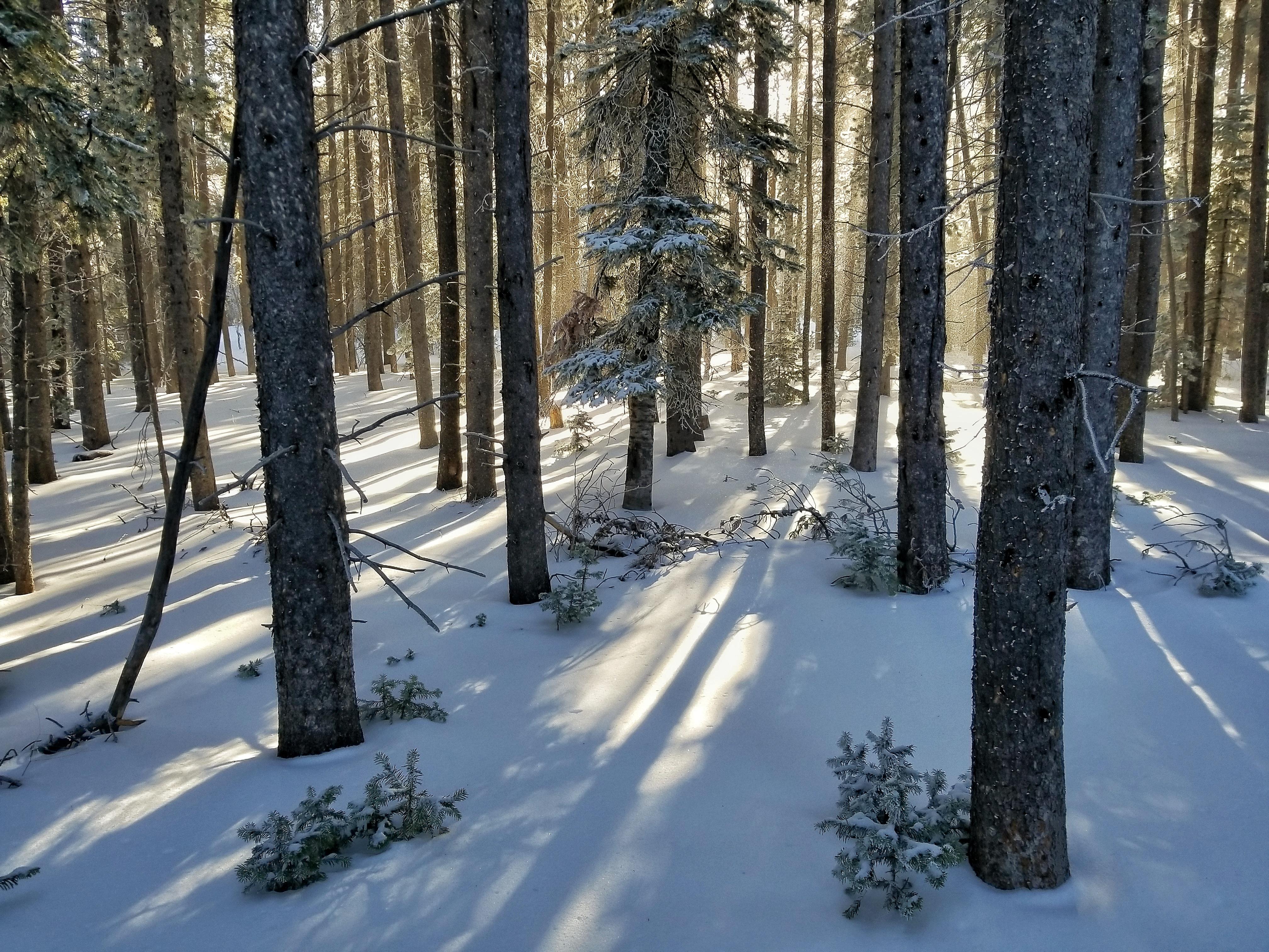 Sun filters through a lodgepole pine forest on a snowshoe outing