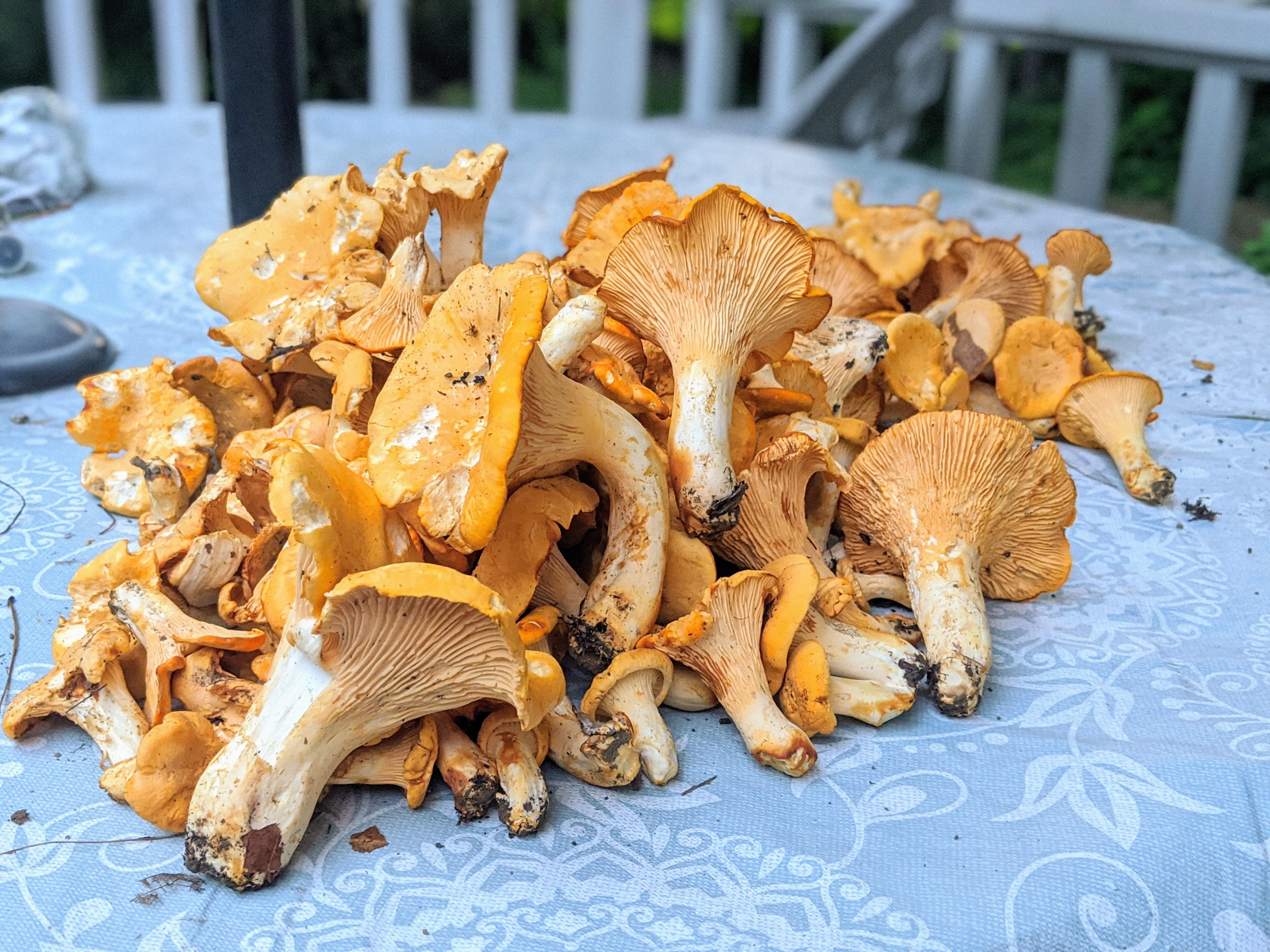 Vermont chanterelle season is here! r/mycology