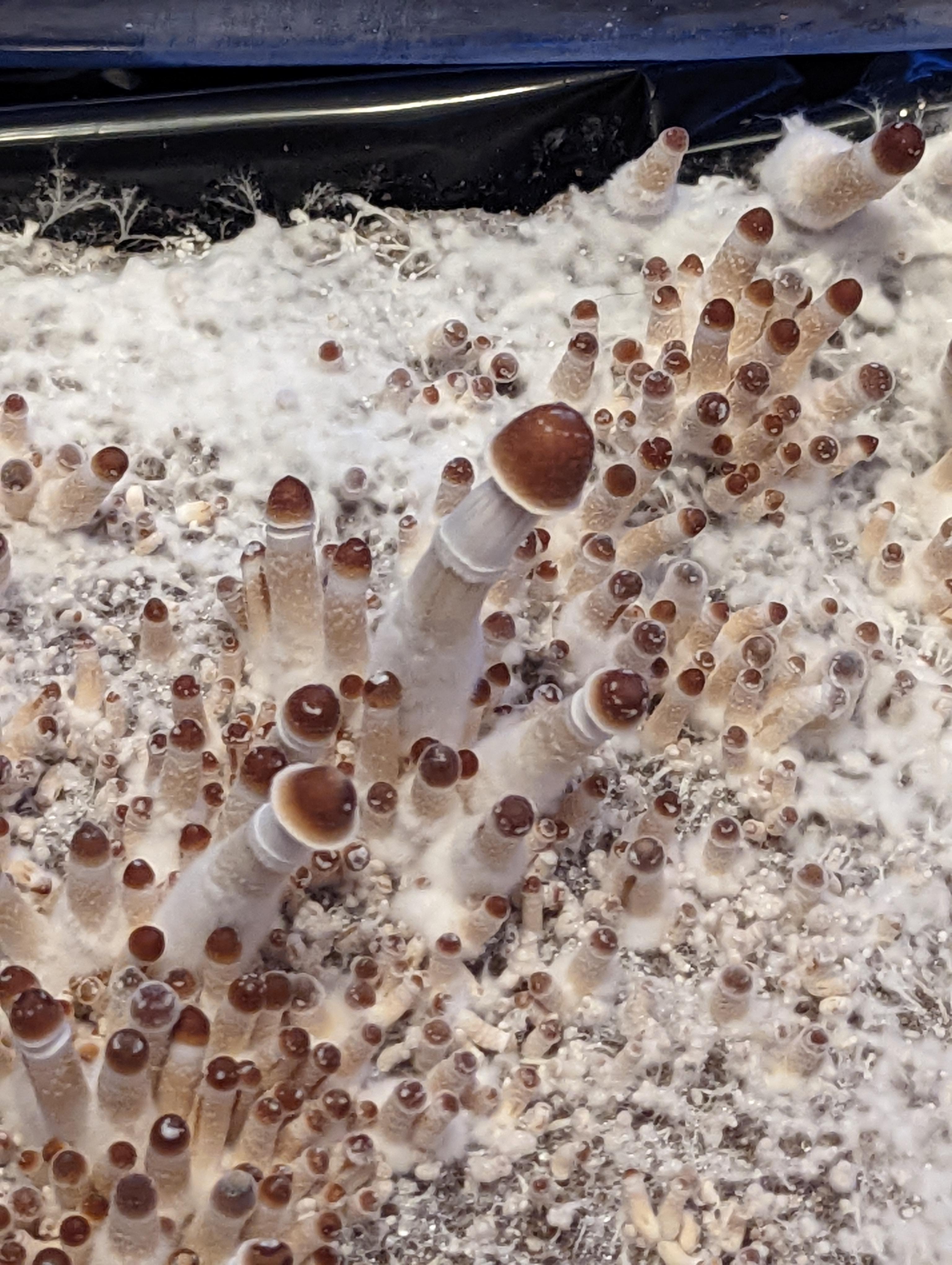 first time grower when to harvest? Some of these 1/2 inch 1 inch
