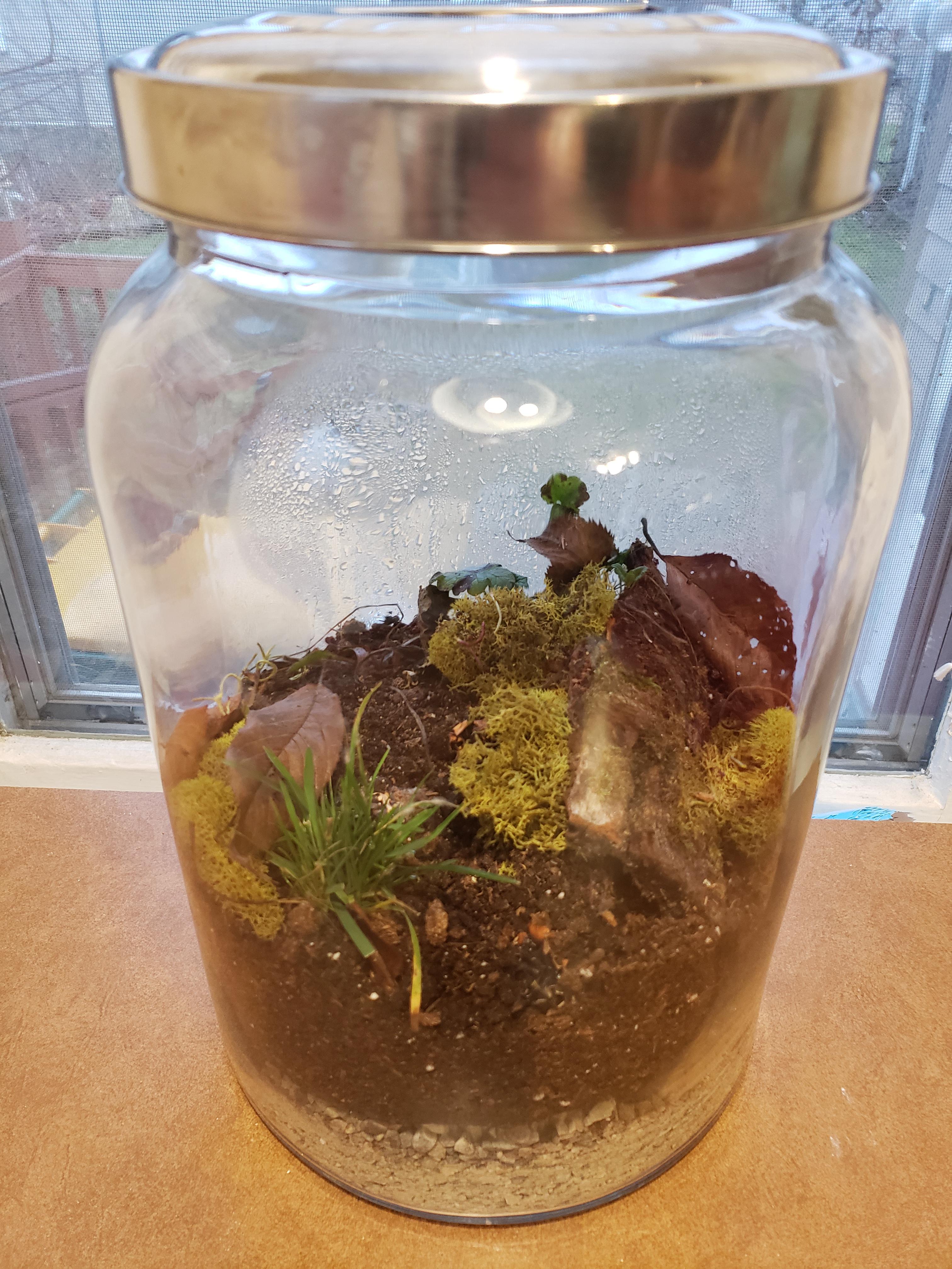 My sealed terrarium made from a large fruit/water jug I thrifted for 6
