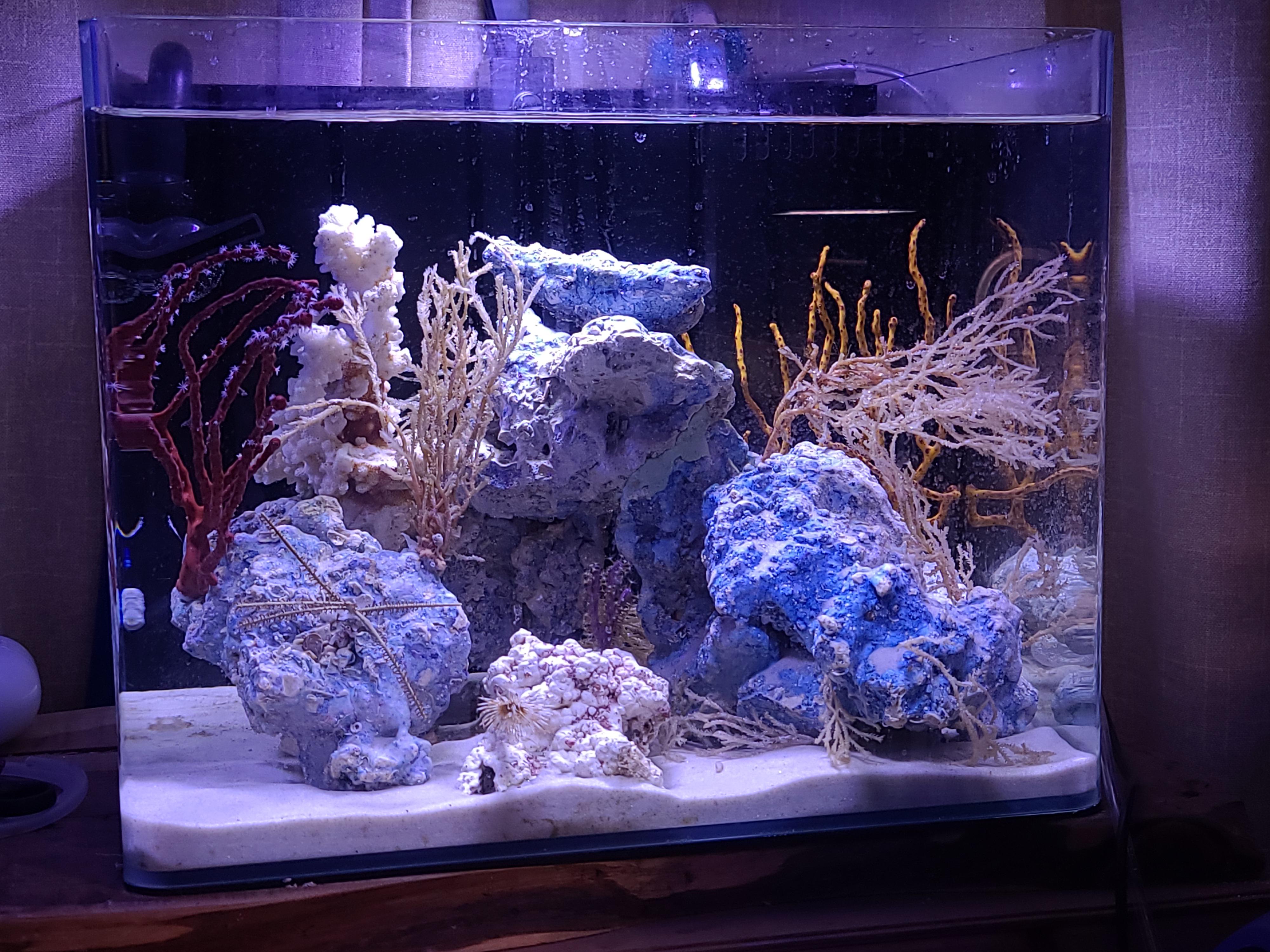 Working on a dwarf seahorse set up, and I'm very happy with how it's