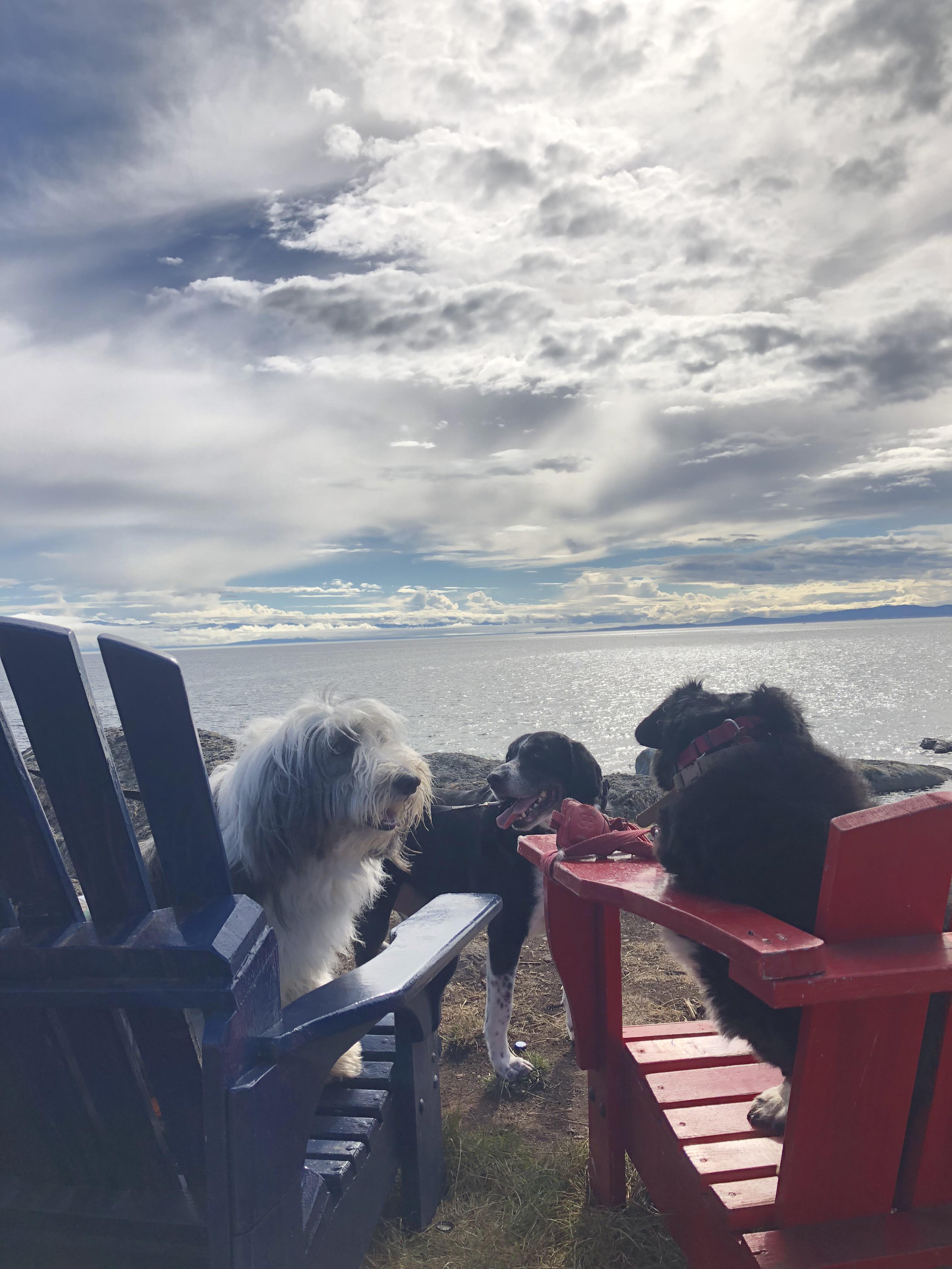 Good dogs. Good ocean. Victoria, BC 🇨🇦 r/Eyebleach