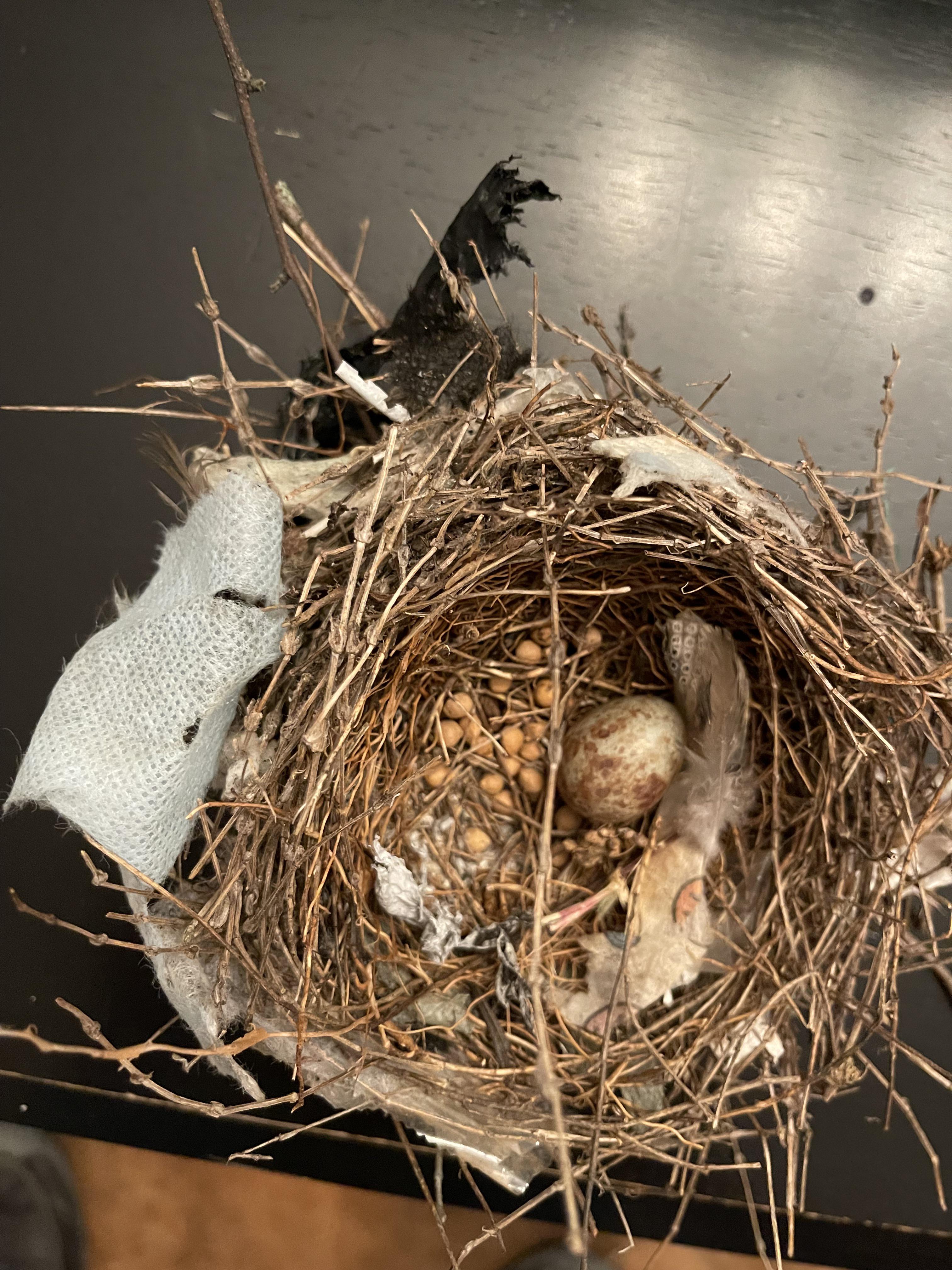 Birds nest has the remnants of 3 different masks built into it. A black