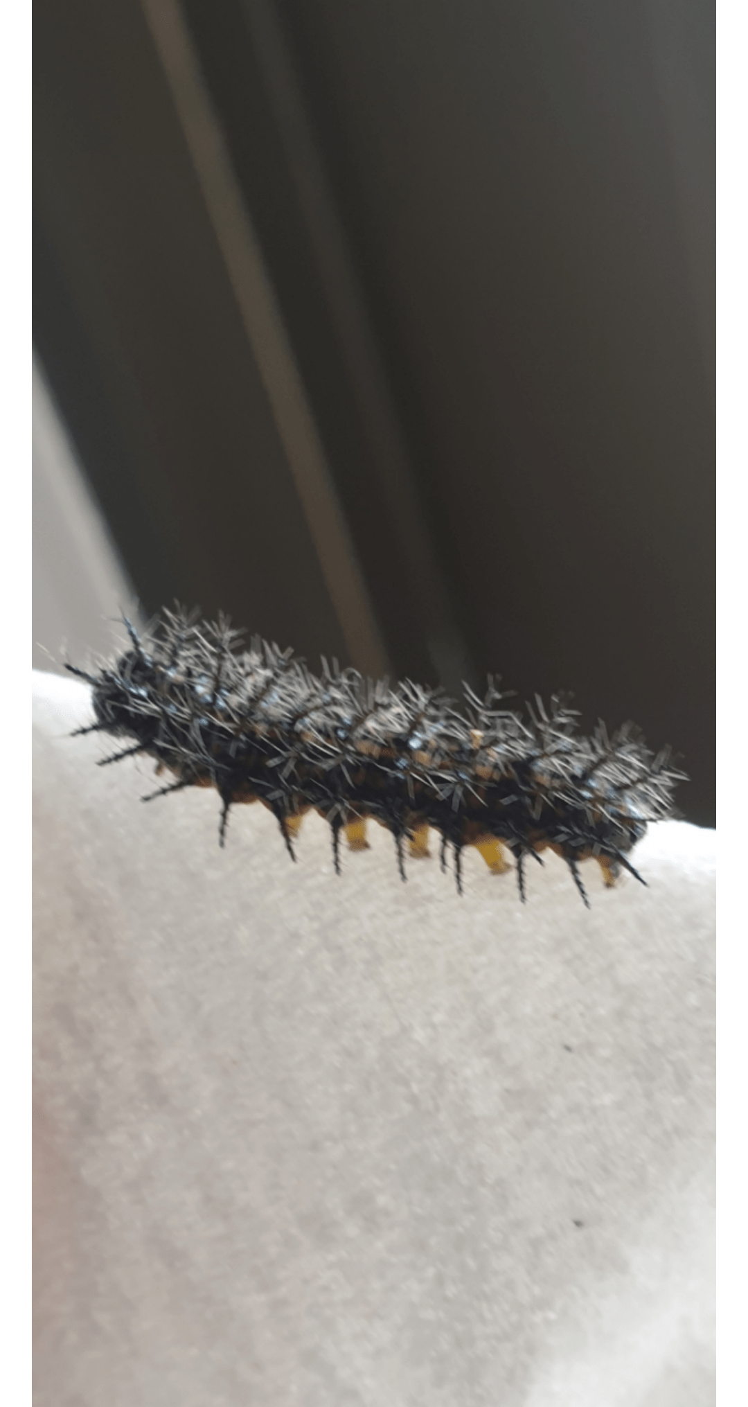 caterpillar in johannesburg south africa r/whatsthisbug