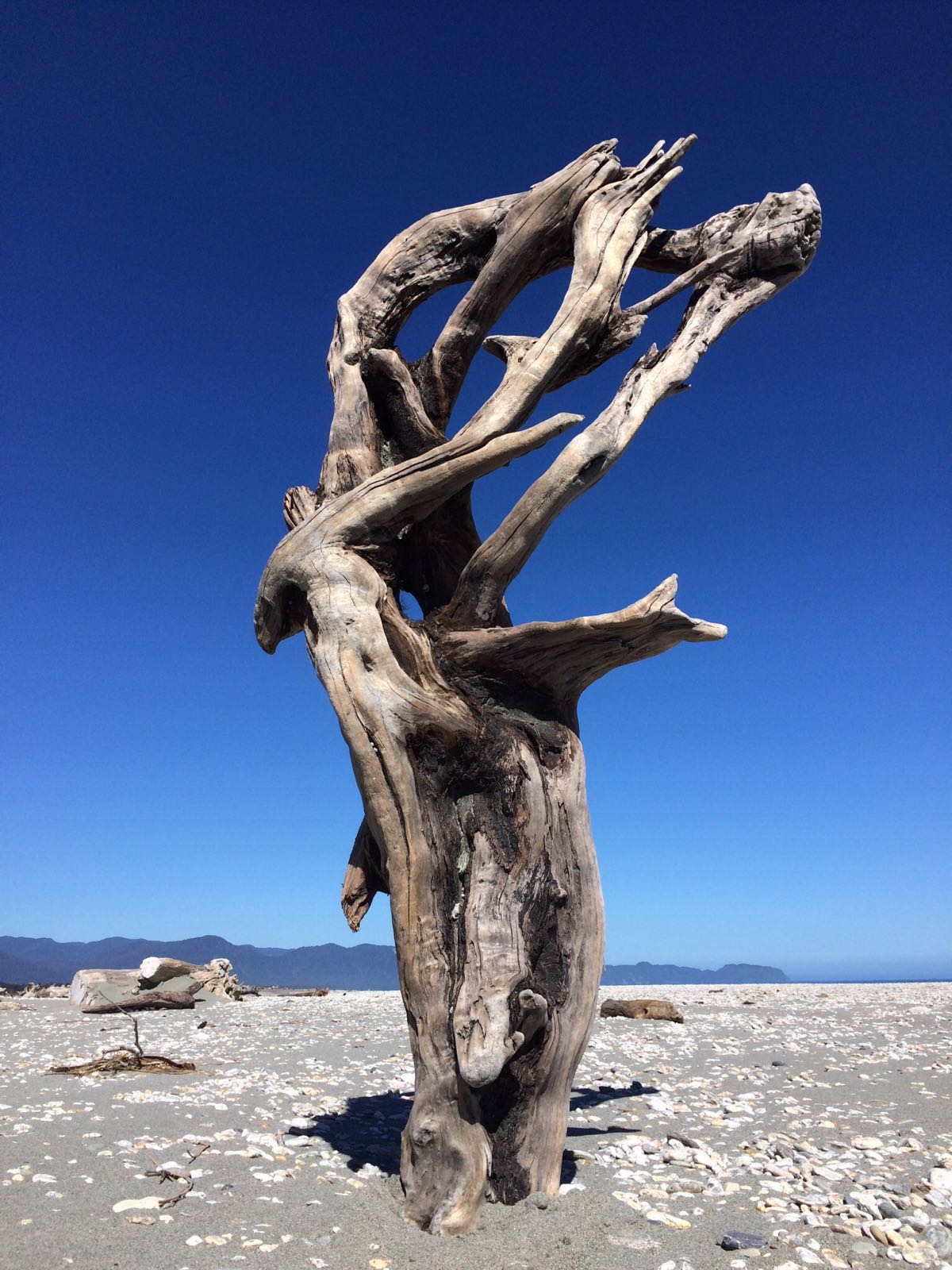 New Zealand Driftwood Art [OC] [1200x1600] r/EarthPorn