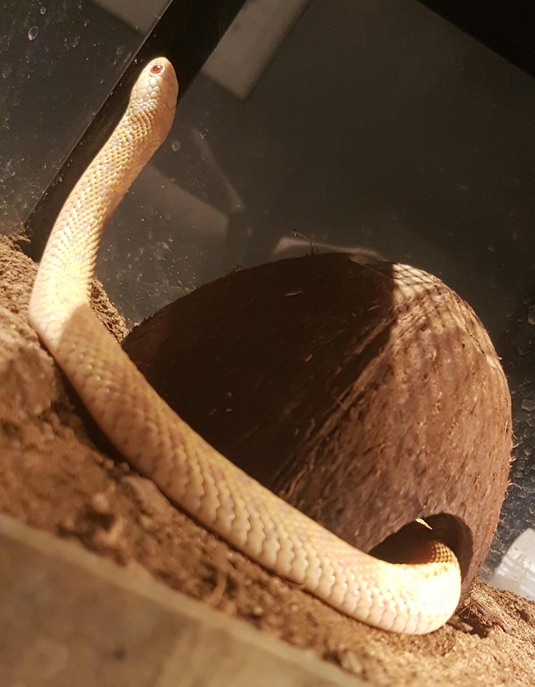 Popcorn is "pregnant"! r/snakes