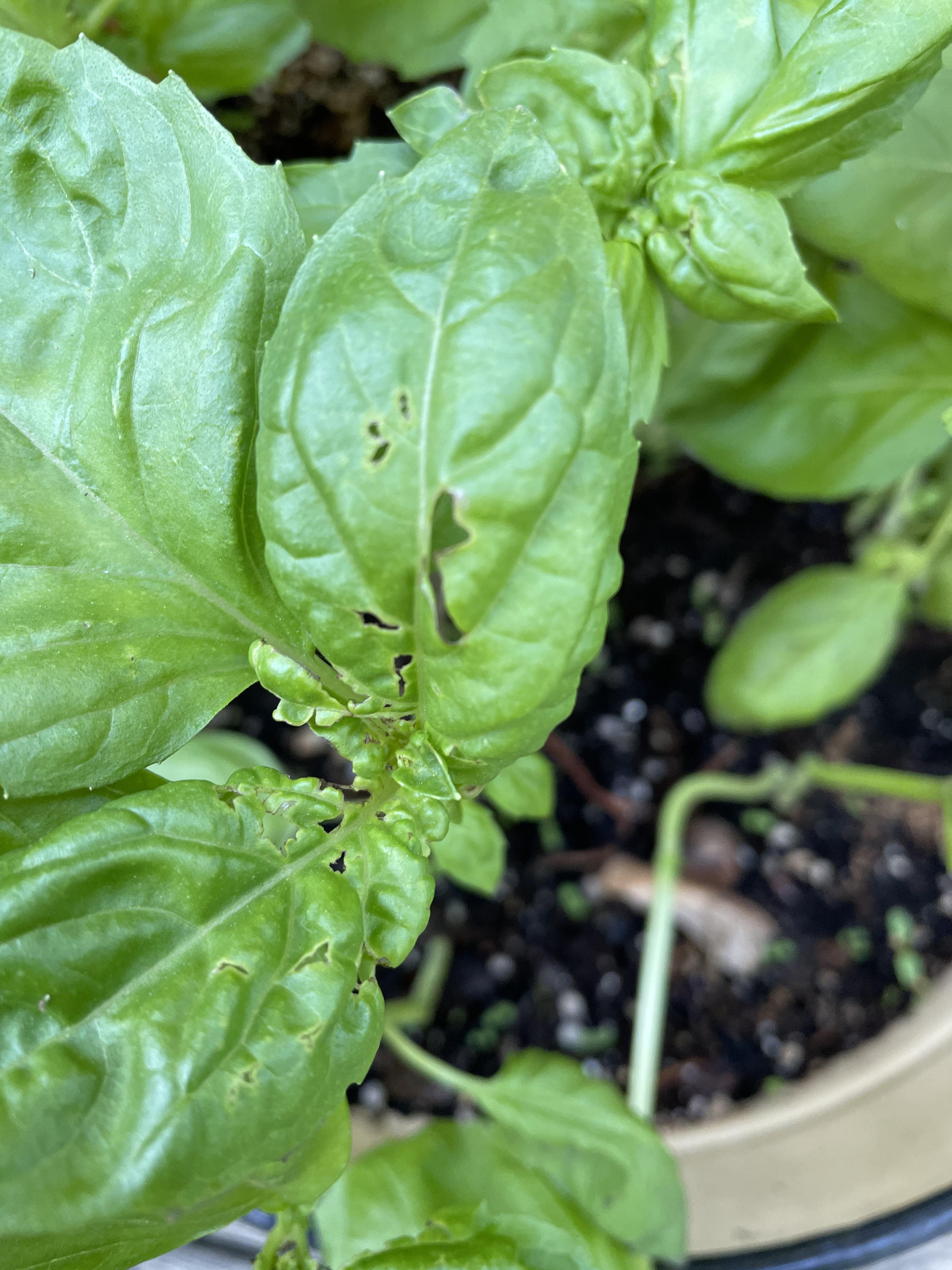 Who’s eating my basil plant and how can I safely discourage them? r