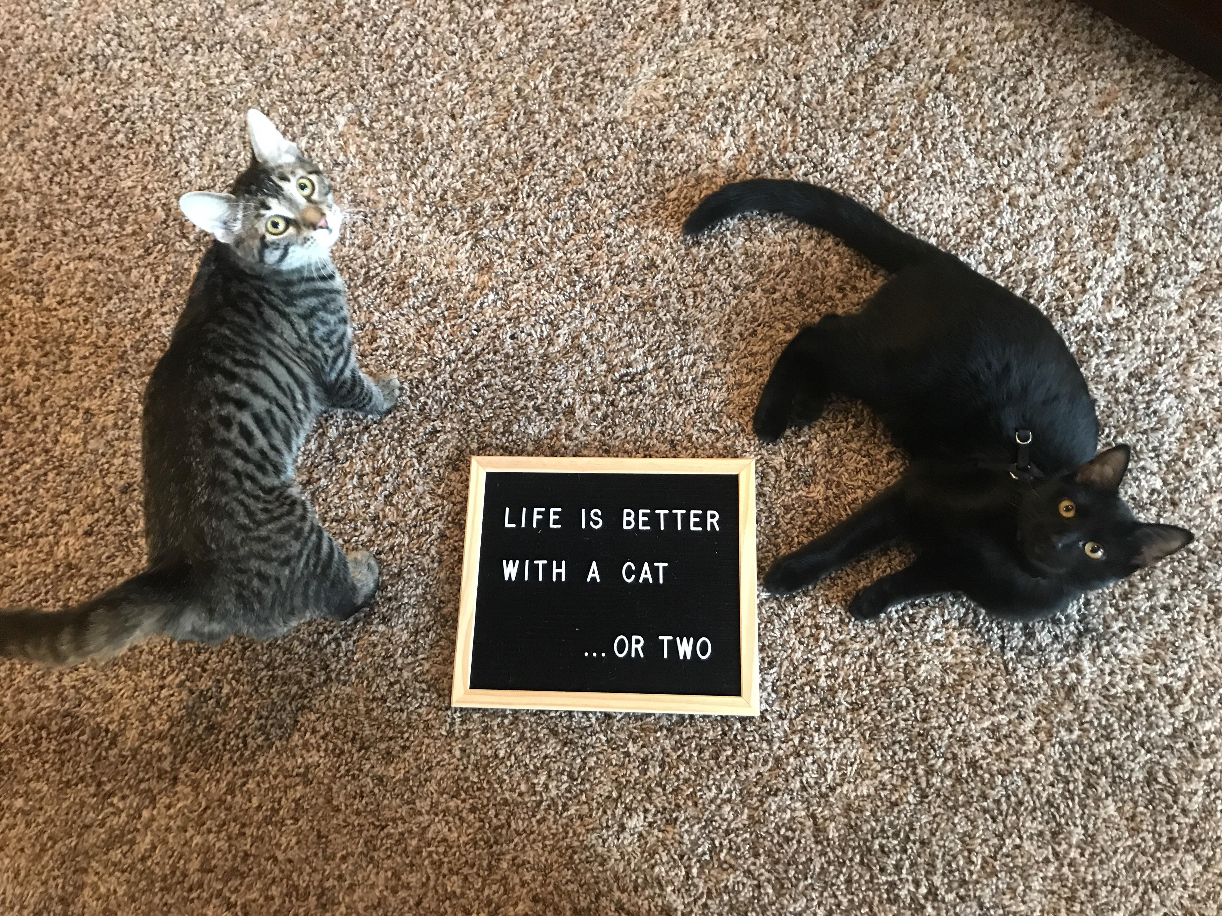 Life is better with a cat... or two! r/cats