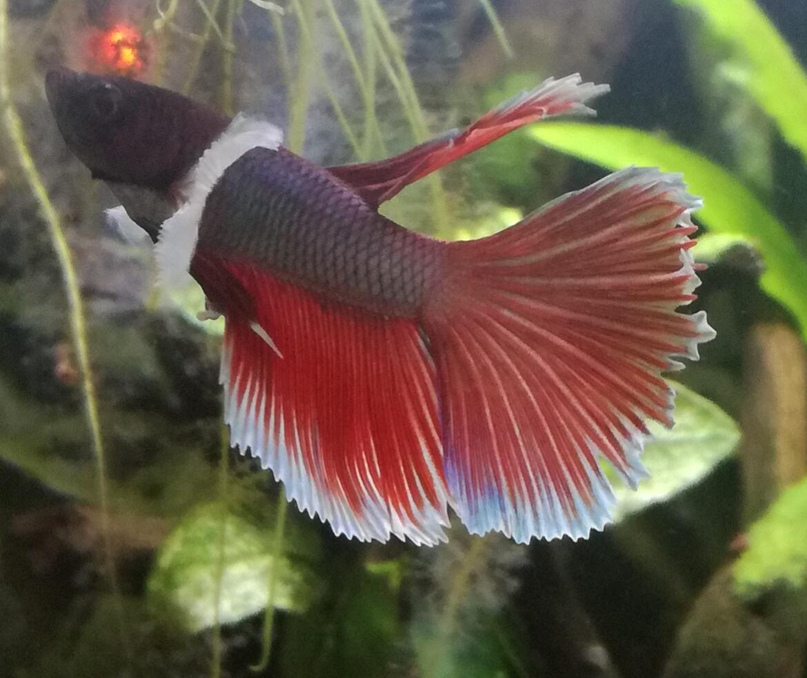 My betta's tail fin has grown quite a bit since i got him, but it's