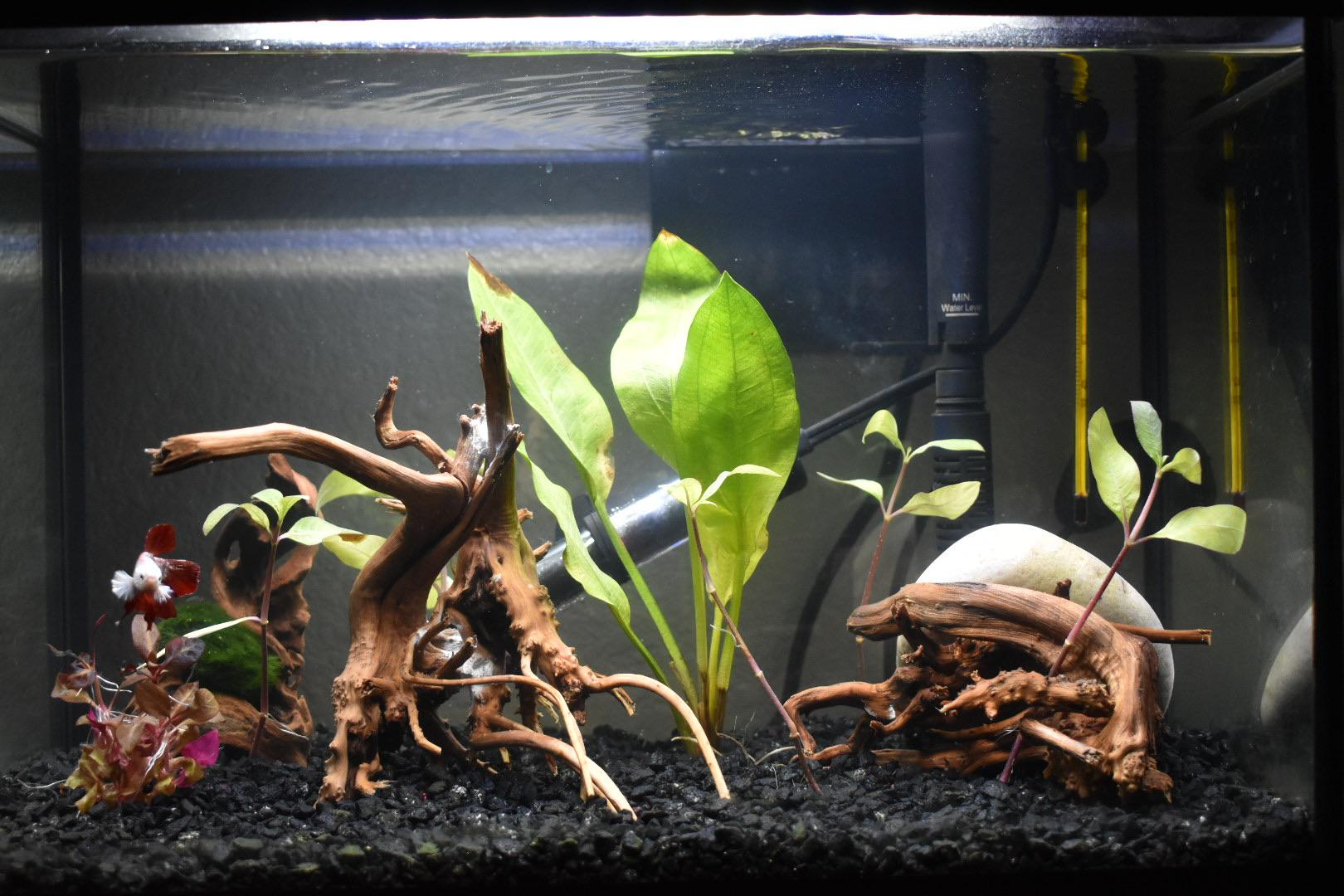 Completely rescaped Betta tank. Had 2 fake plants before but I realized