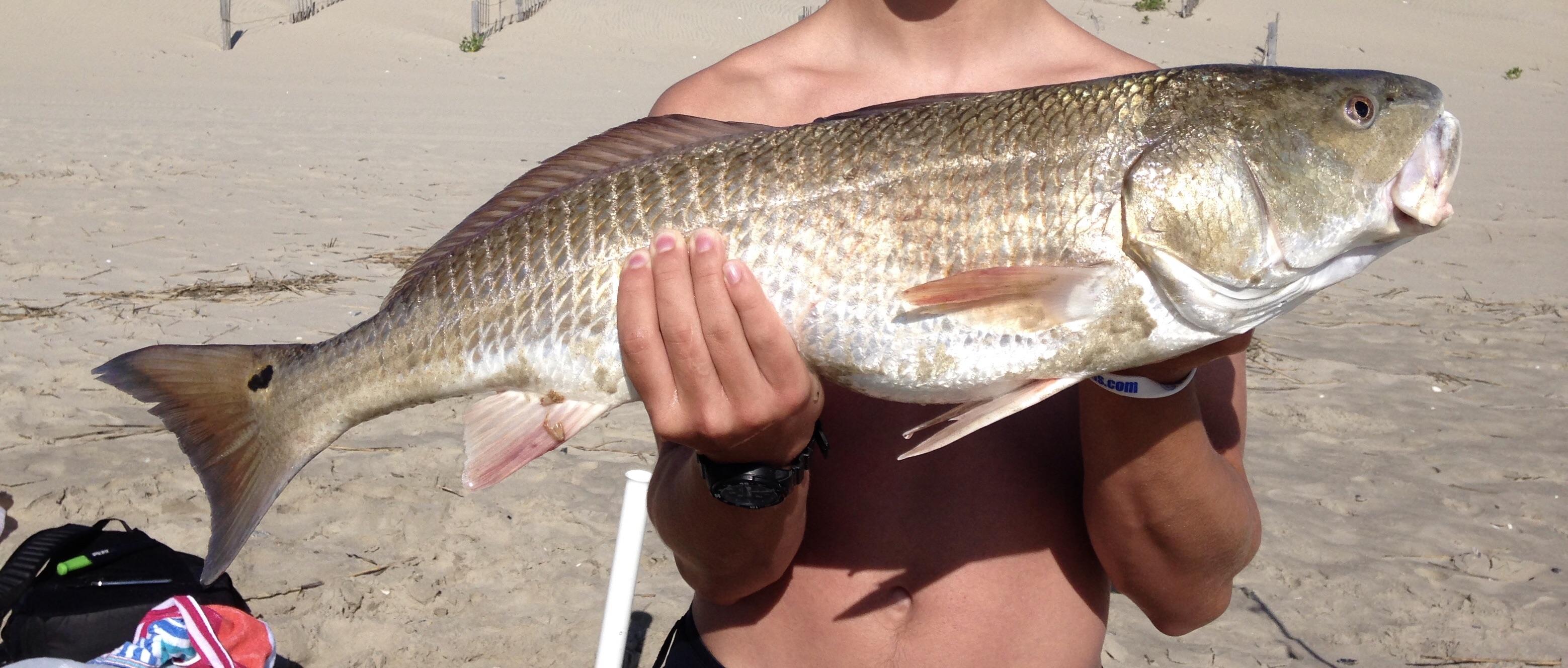 Chunky little Red Drum from NC r/Fishing