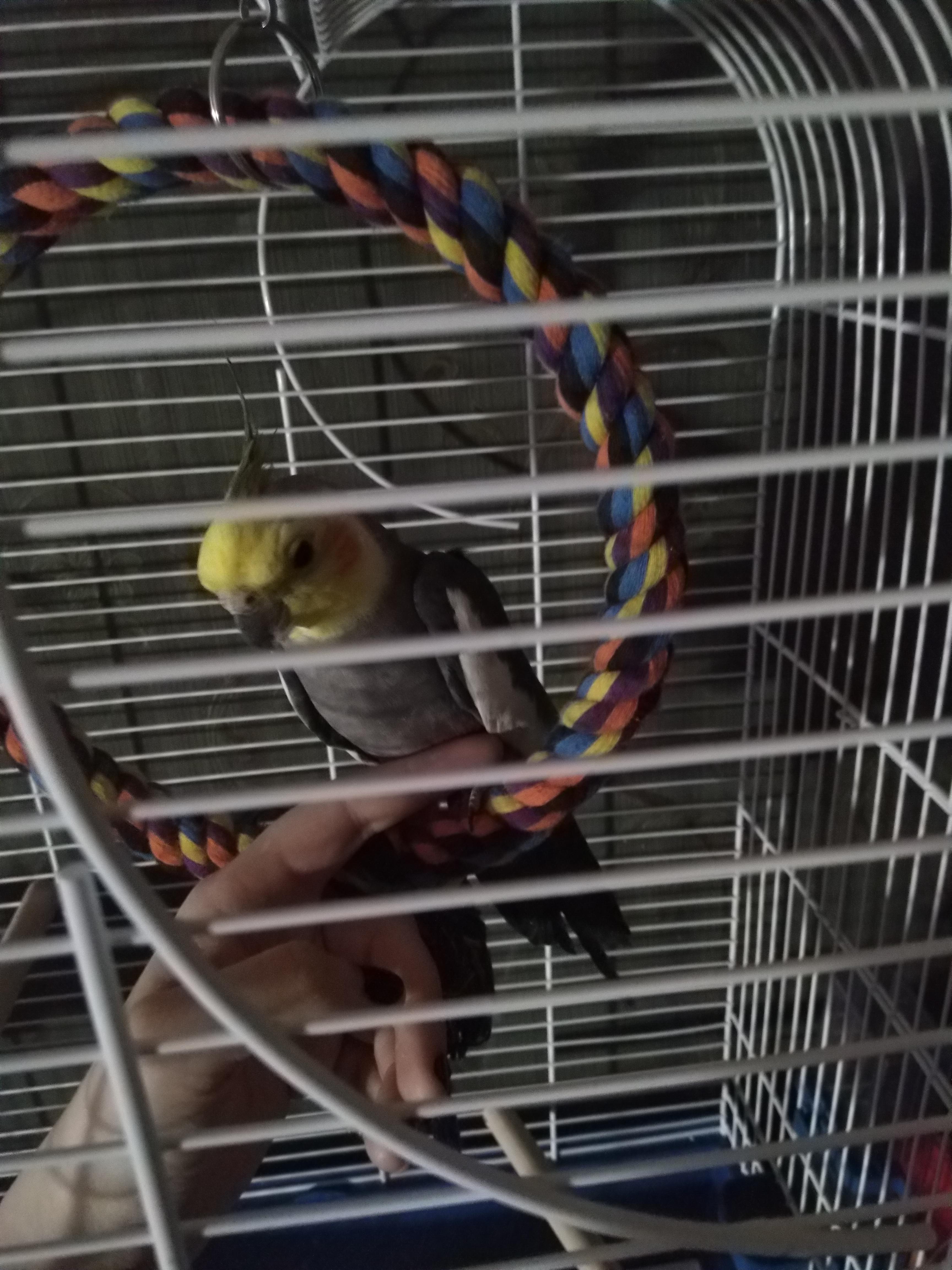 Jacko, my troubletaming tiel. Sorry for bad light bth r/cockatiel