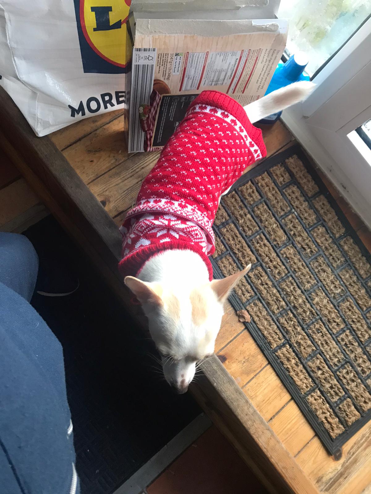 My dog in a Christmas jumper r/aww