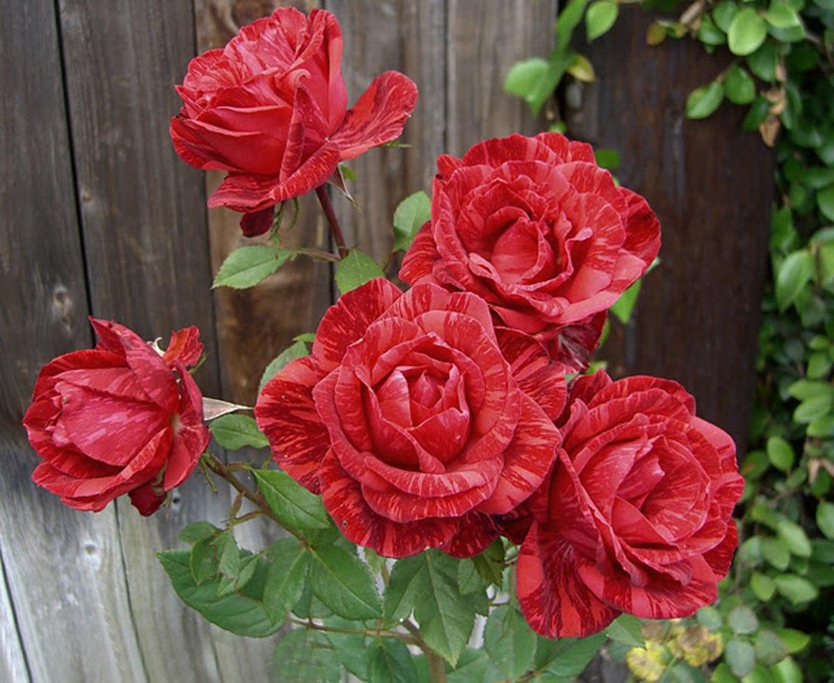 'Red Intuition' rose, blooming along the wooden fence r/gardening