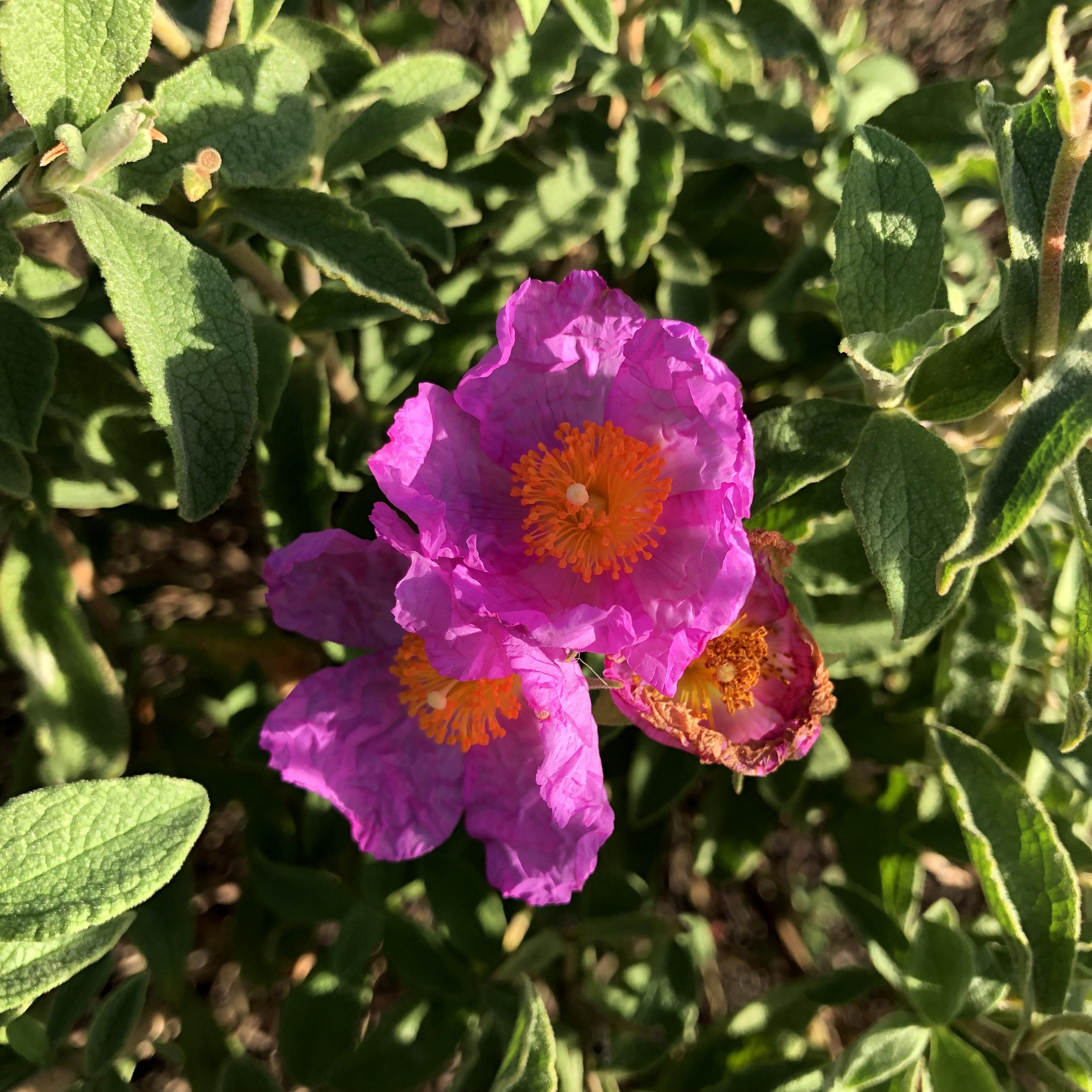 [Outdoors] [wild] Flower looks like a rose but leaves do not Point