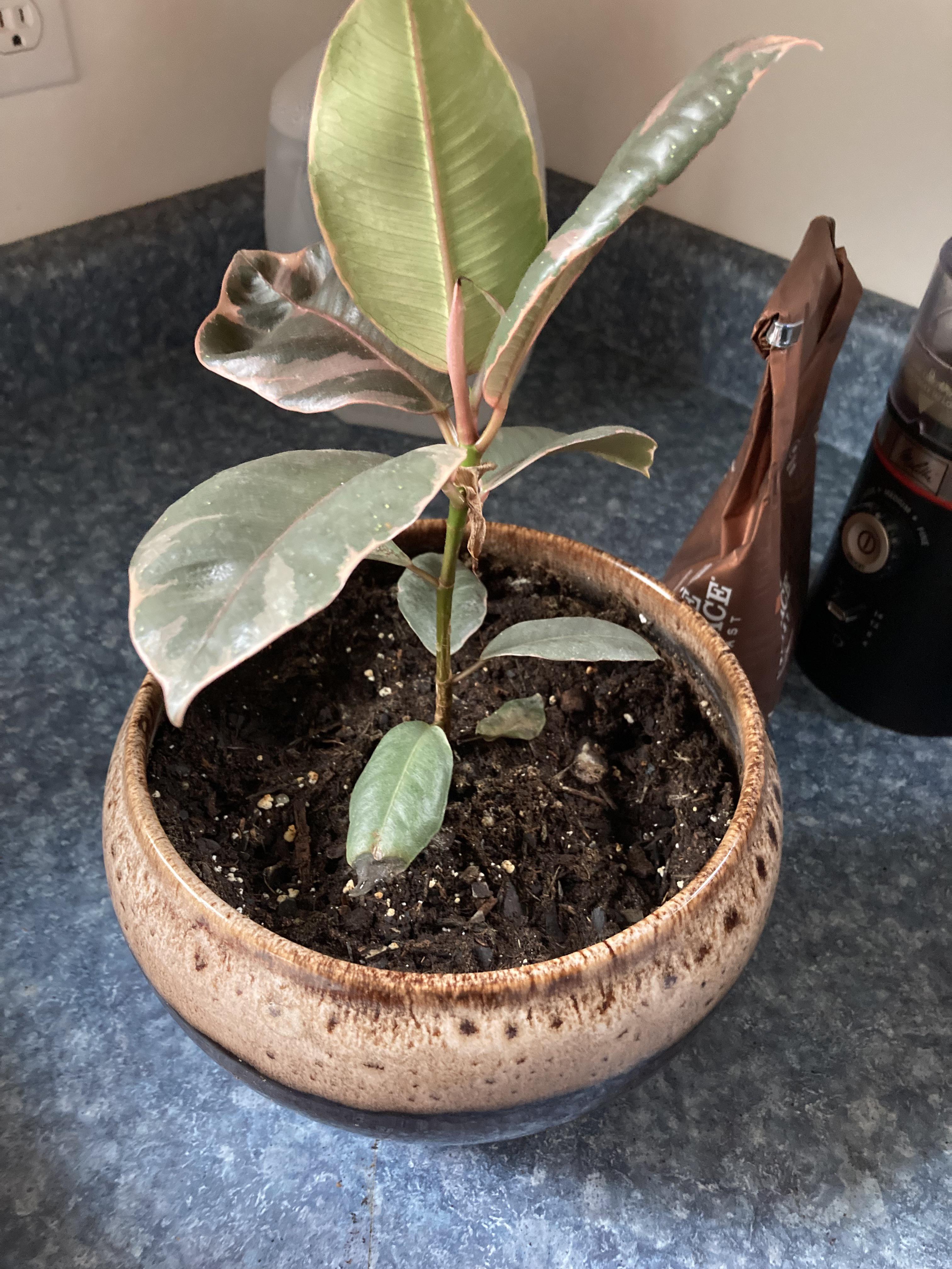 Is this normal? I’m new to keeping house plants, this leaf is turning