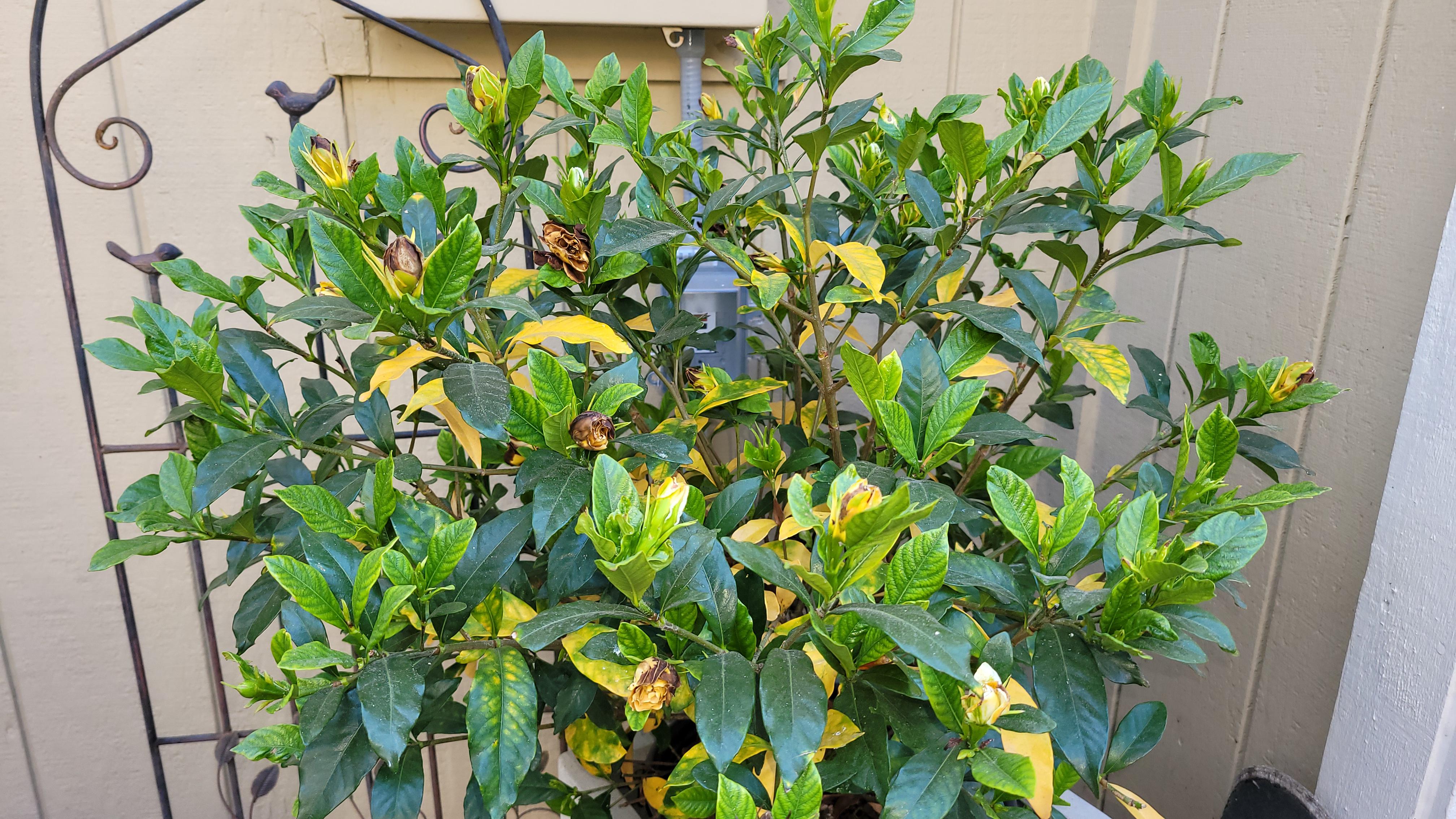 Help Gardenia dead flowers yellow leaves r/gardening
