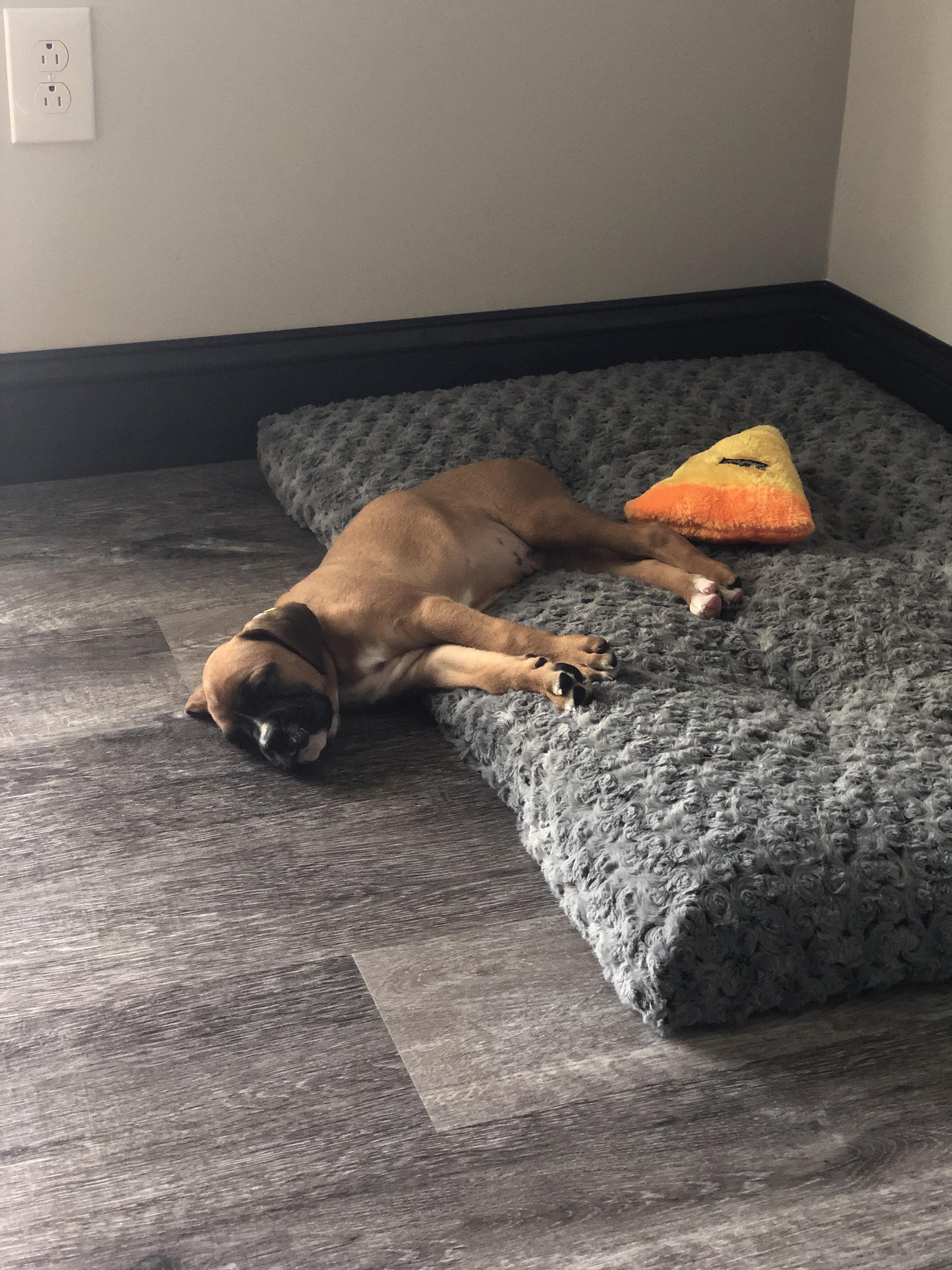 Update We finally have her! Bailey loves her bed, partially. r/Boxer