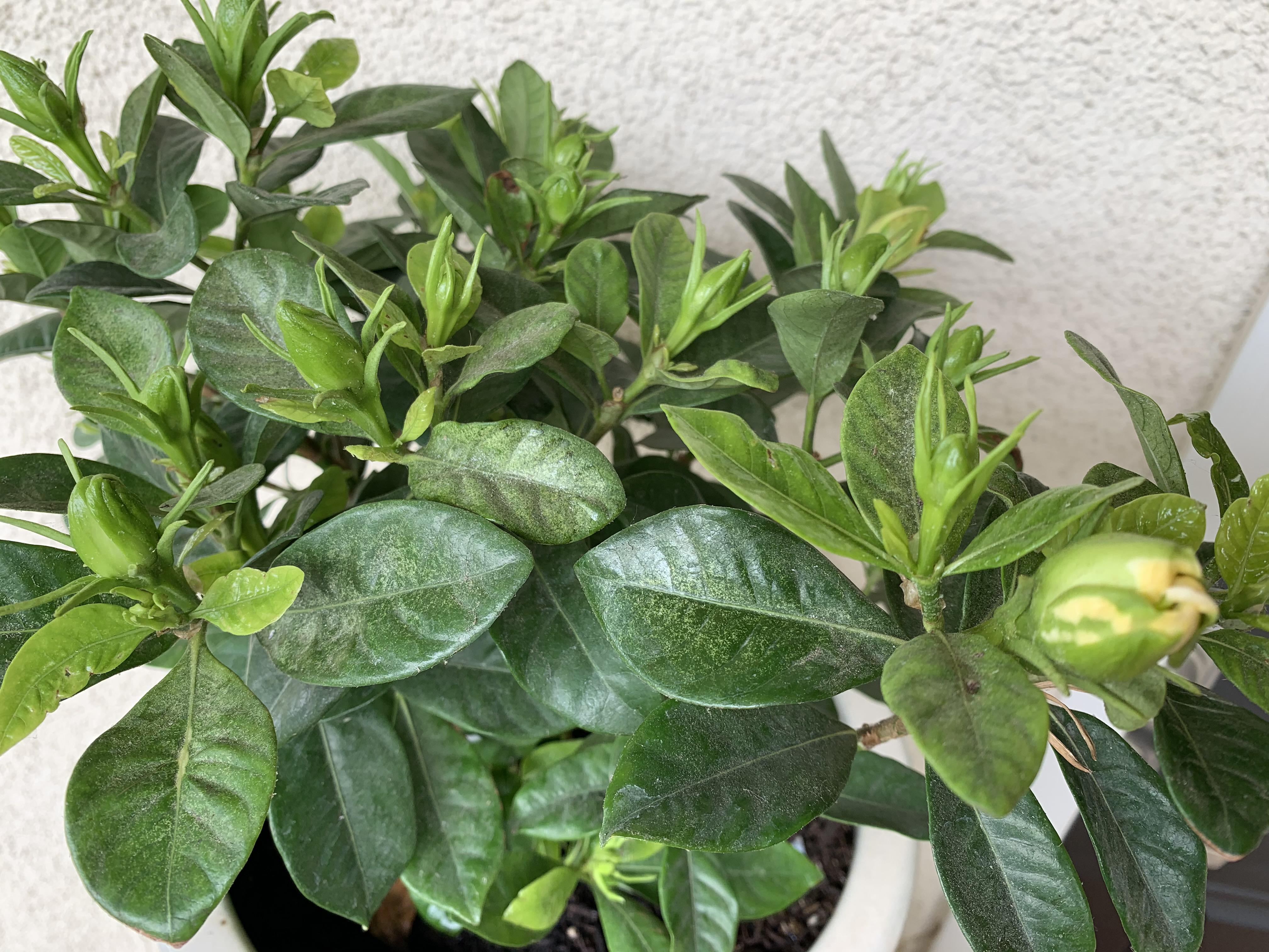 What’s happening to my gardenia leaves? Buds aren’t doing well either