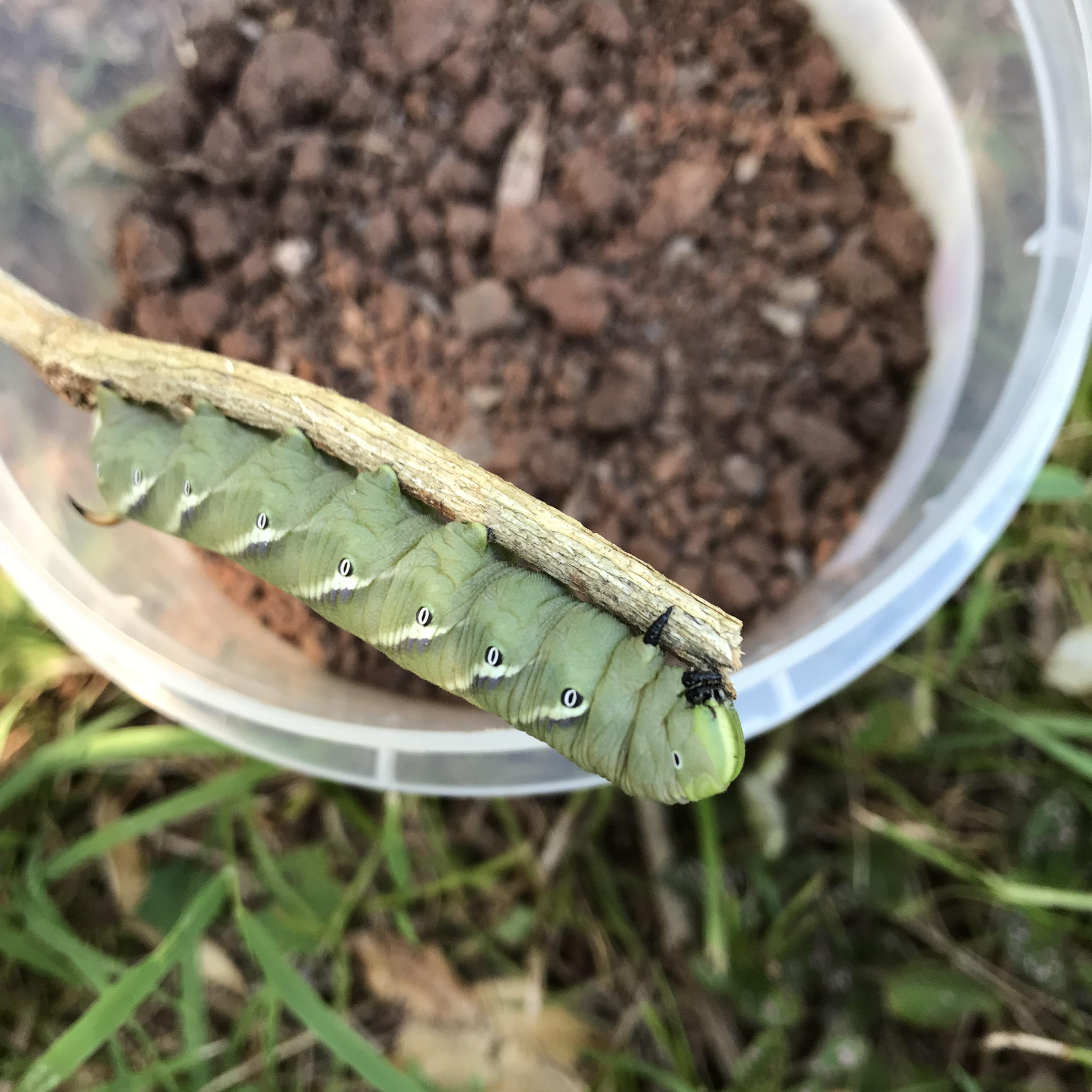 do hornworm caterpillars have eyes ? r/insects