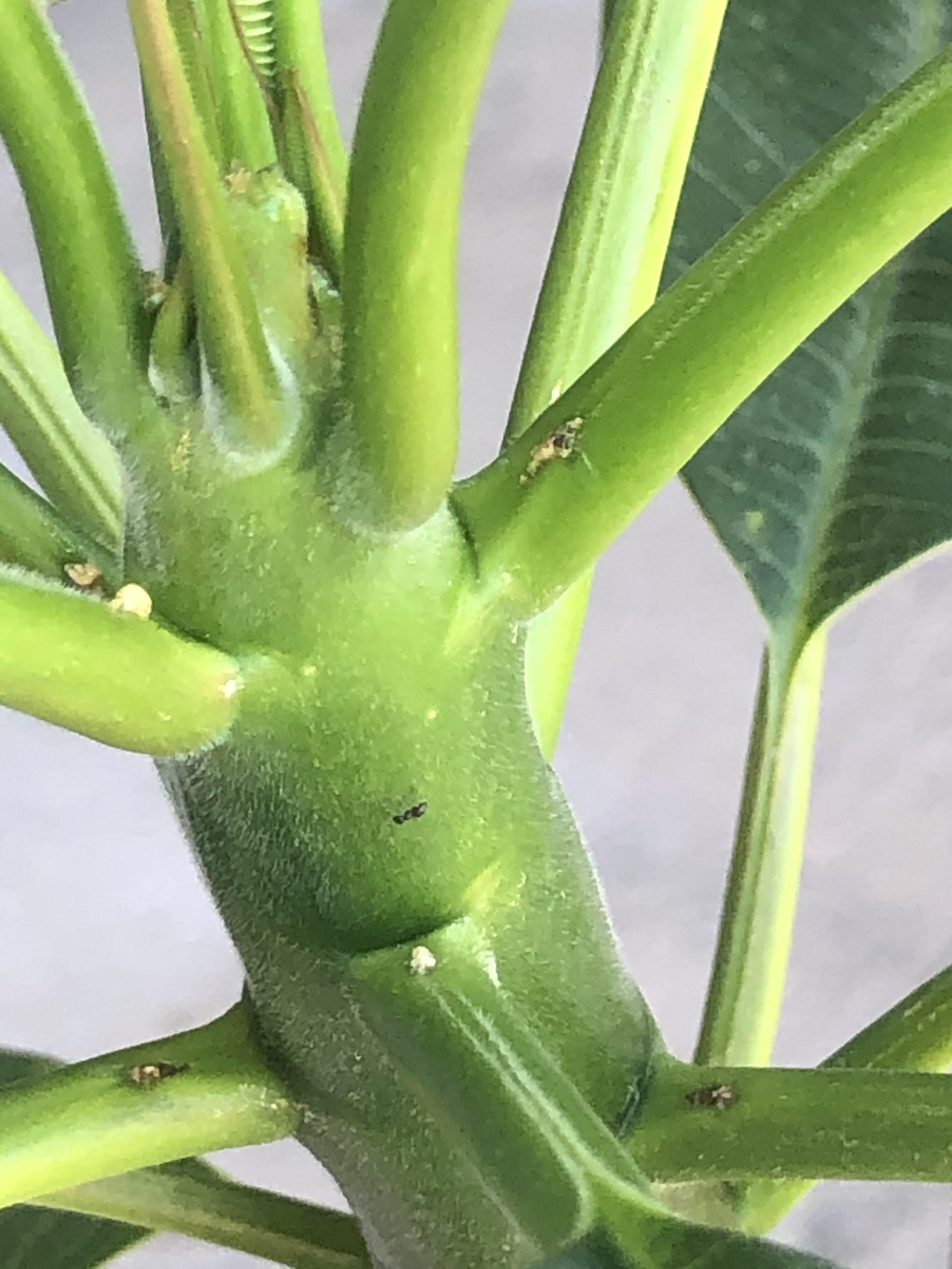 Ants on my plumeria should I be worried? r/houseplants