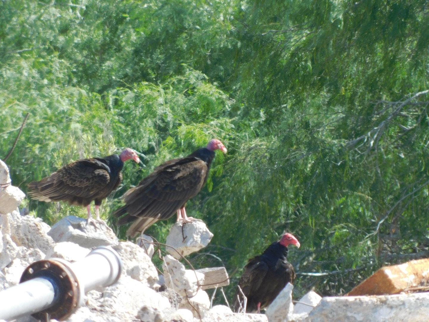 Some Turkey Vultures taking a break(South Texas) r/texas