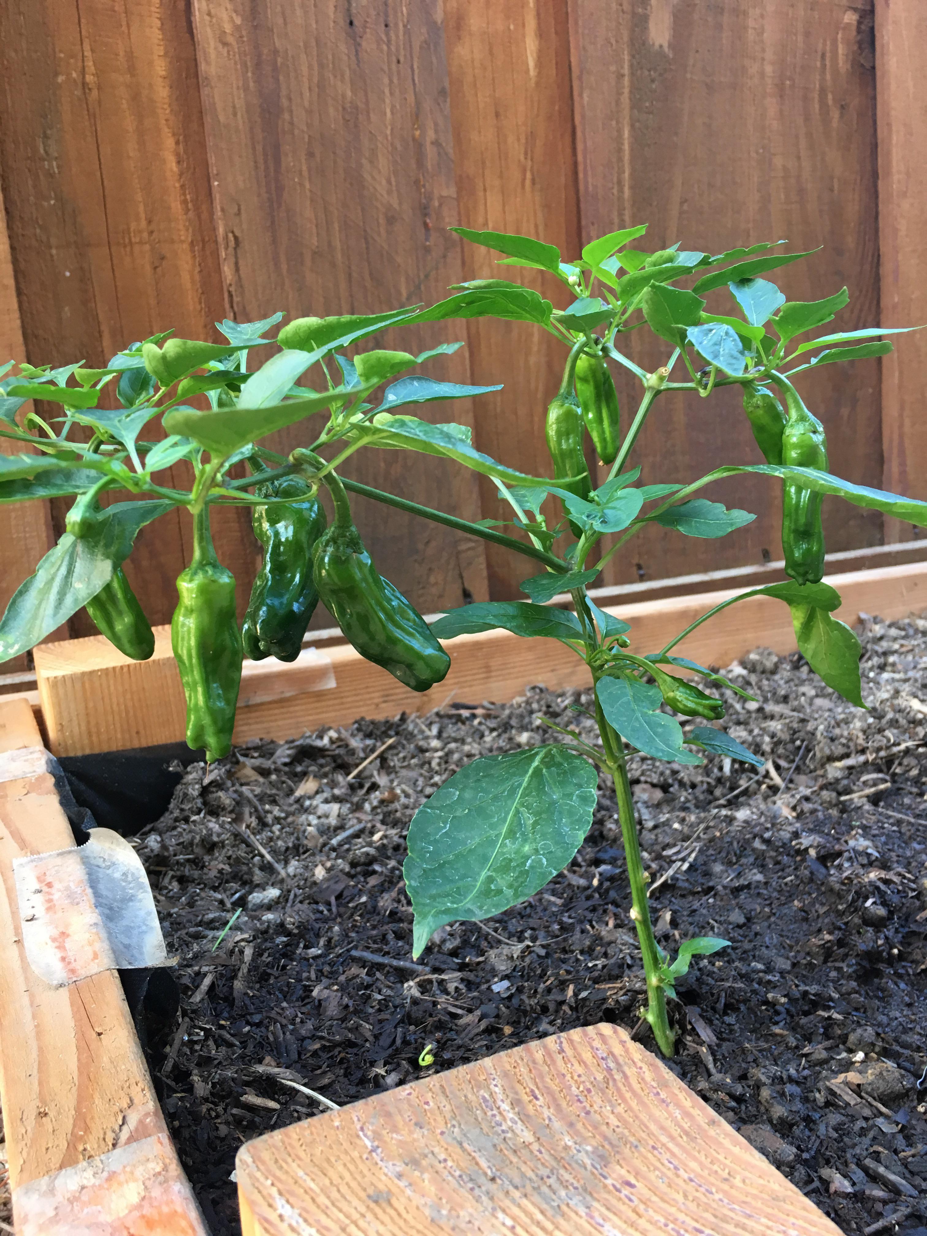 My first shishito pepper plant!! r/Peppers