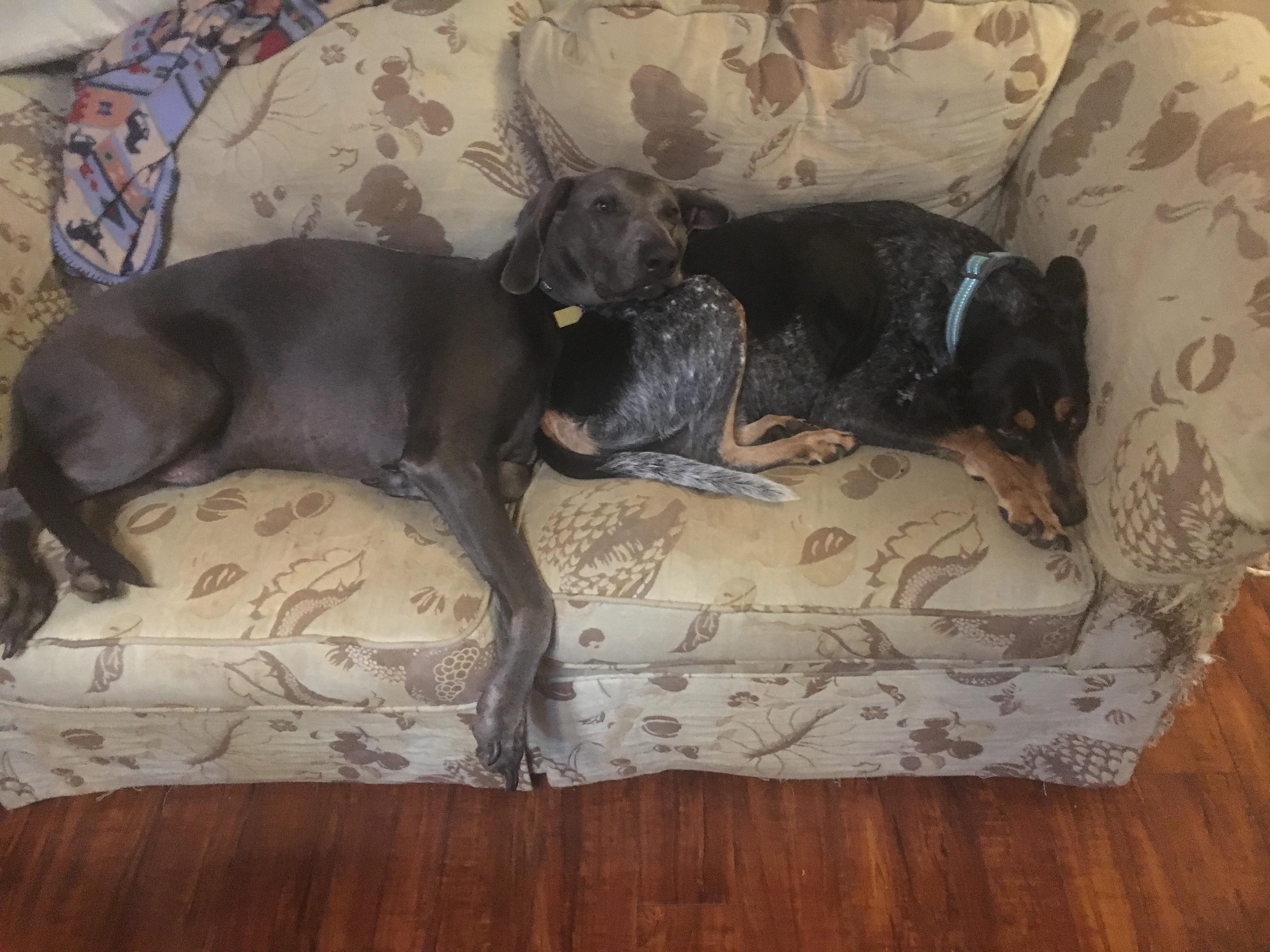 Dogs using dogs as pillows r/dogsusingpillows