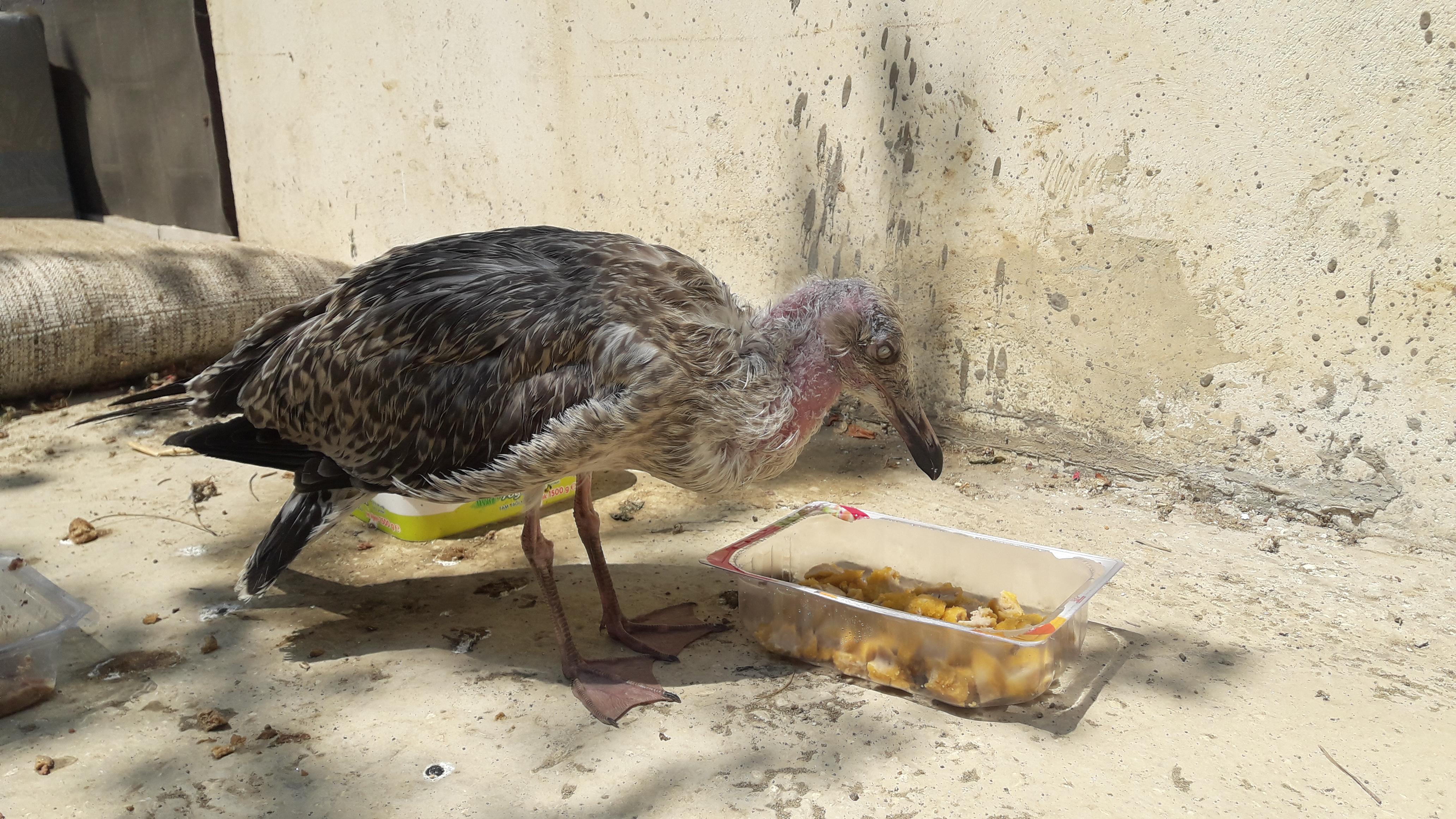 So after a storm while inspecting our building to find possible damages we found a birds nest