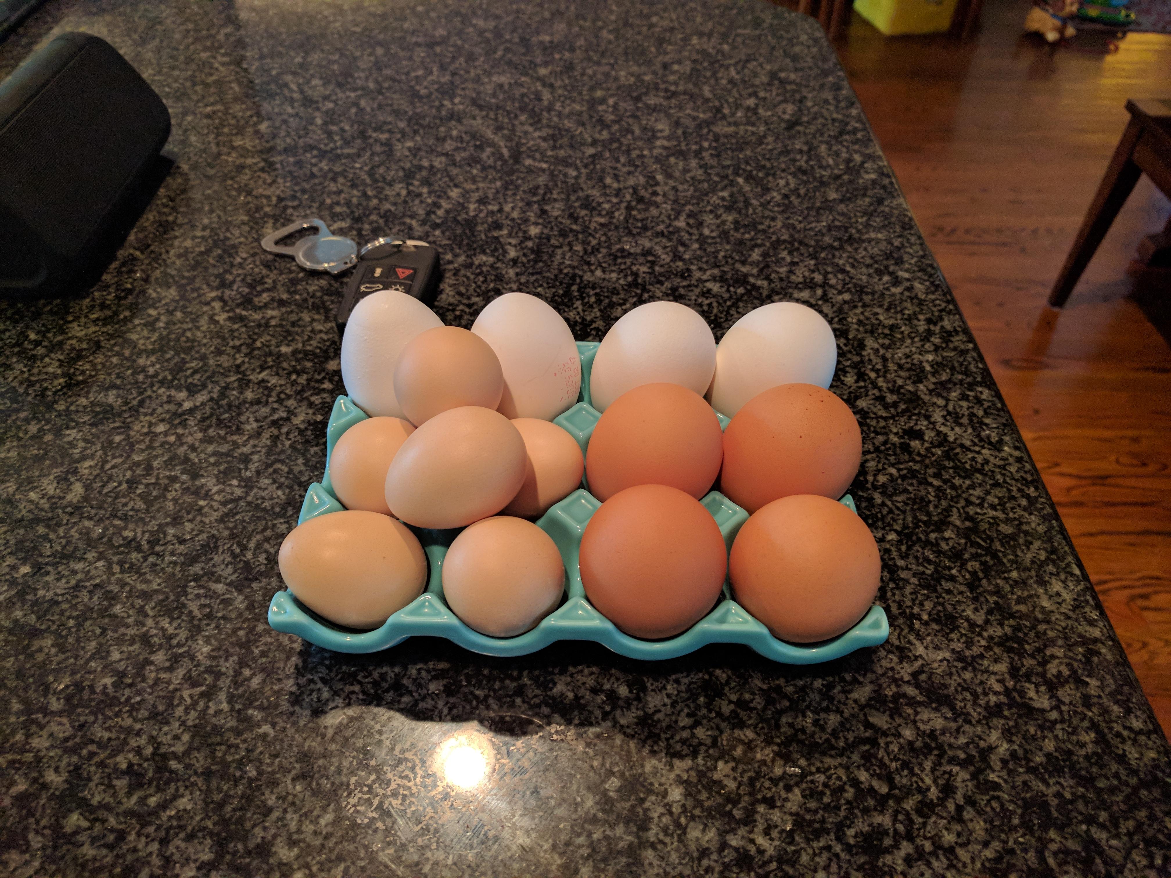 Not bad for 2 days of laying, even if you Ignore the store bought white