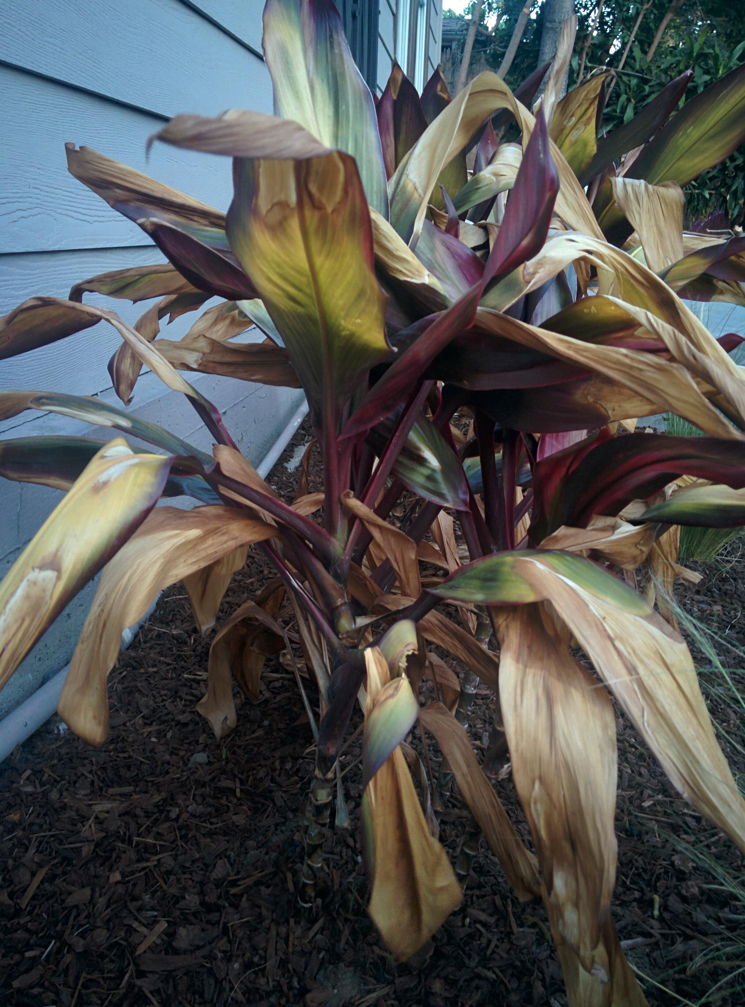 [Los Angeles, zone 10b] [Outdoor] Bought house, found this sad looking