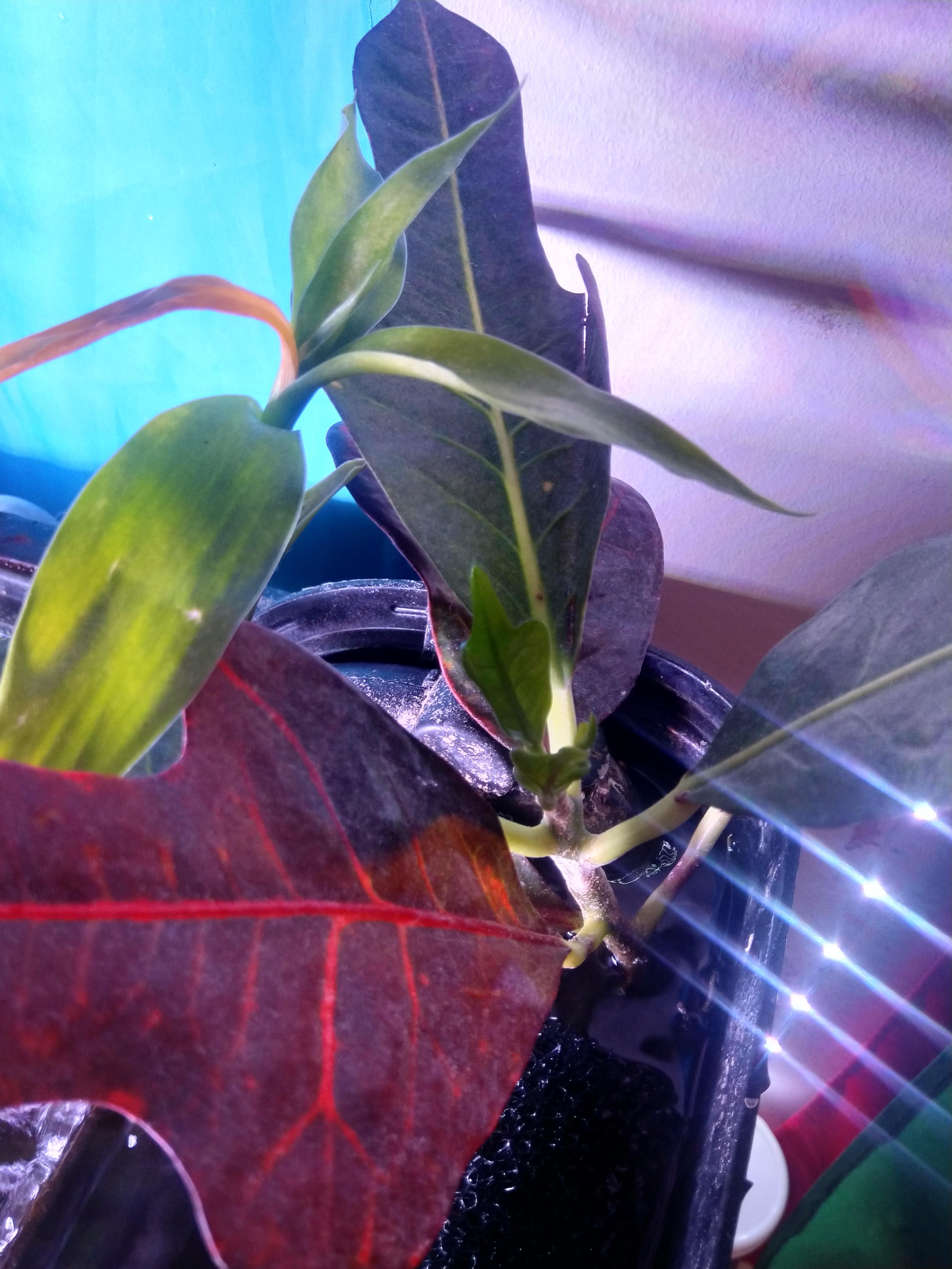 My Croton that has been emersed for the longest now is growing new leaves and I am very excited