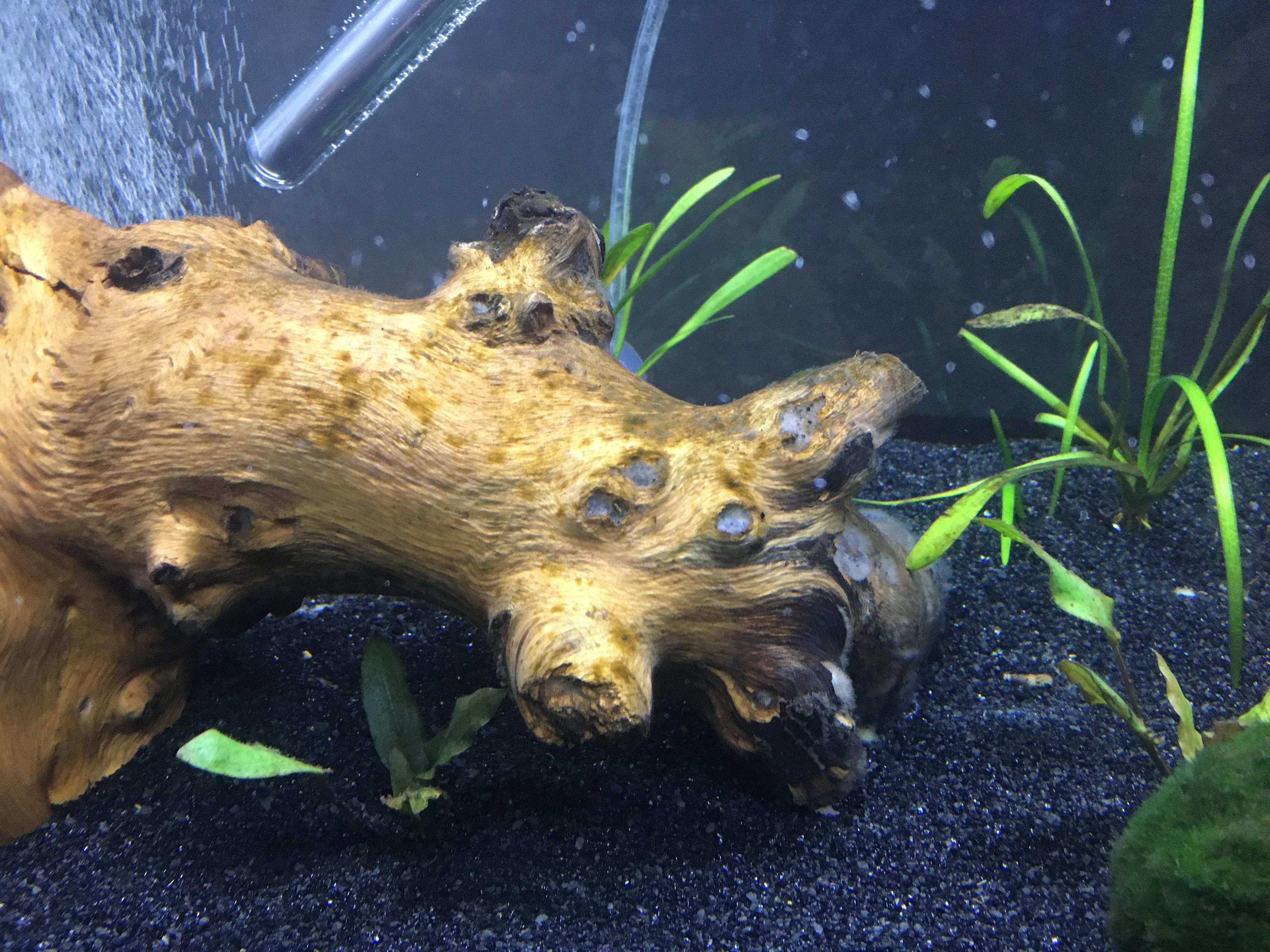 What is this brown algae on my drift wood? Planted tank, about 2.5