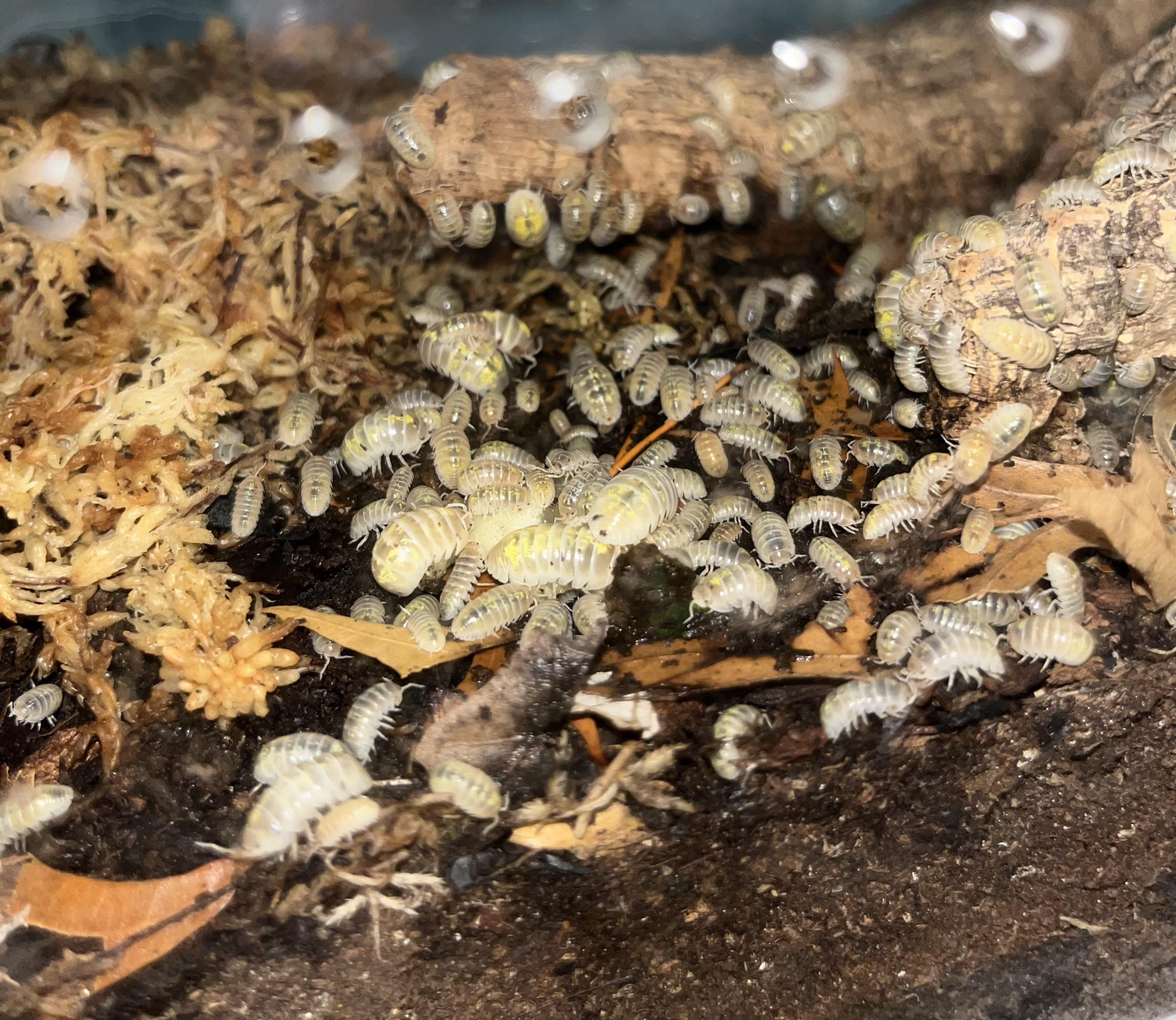 Best way to safely ship isopods? r/isopods