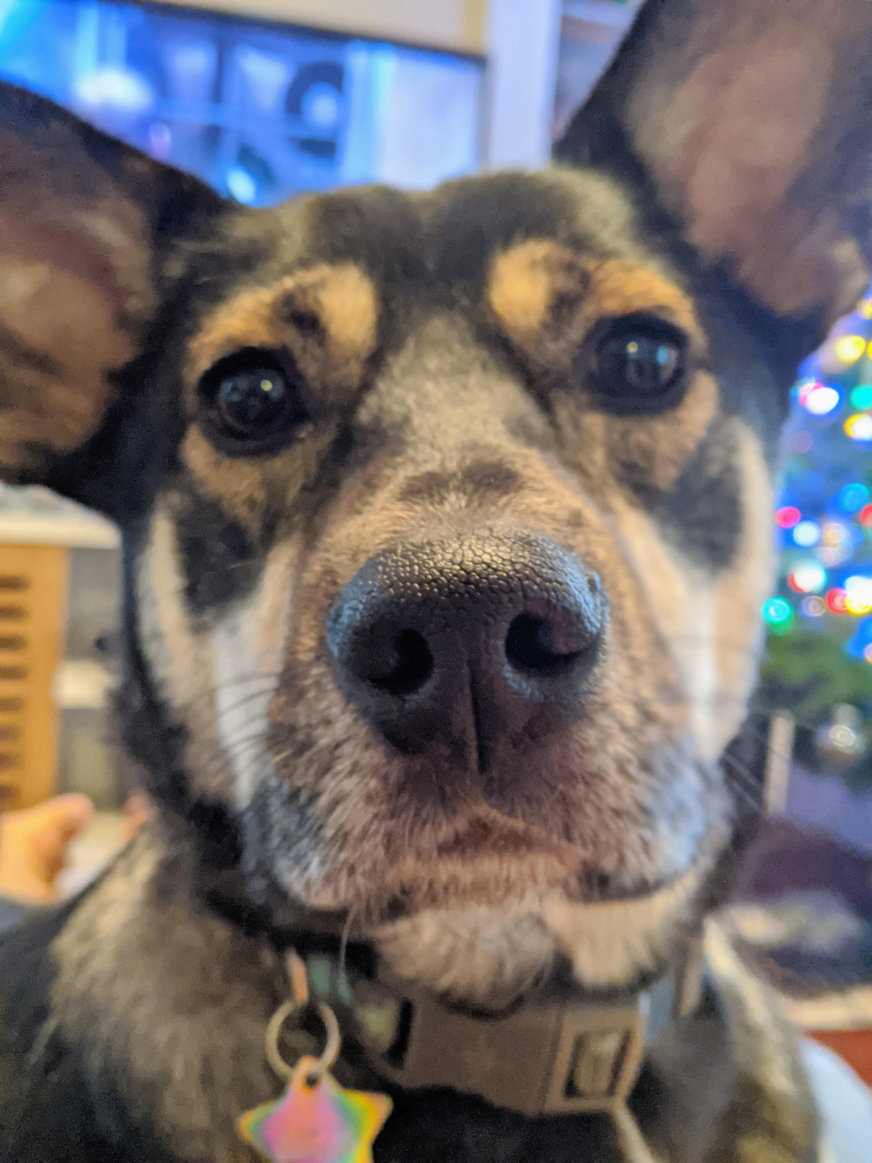 Orzo is ready for his closeup. r/dogpictures