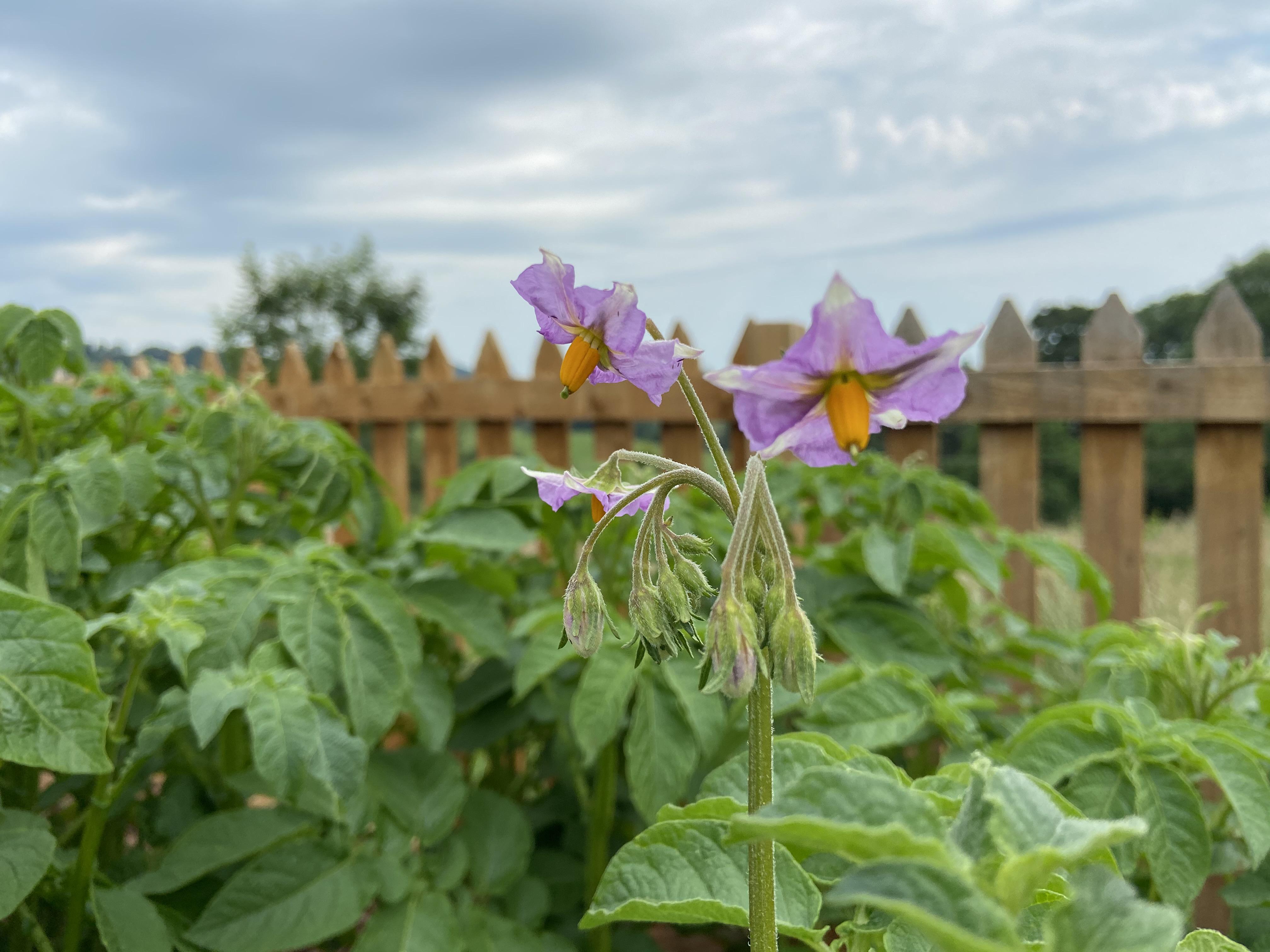 Do I need to do anything if my potato plants start to flower? r/gardening