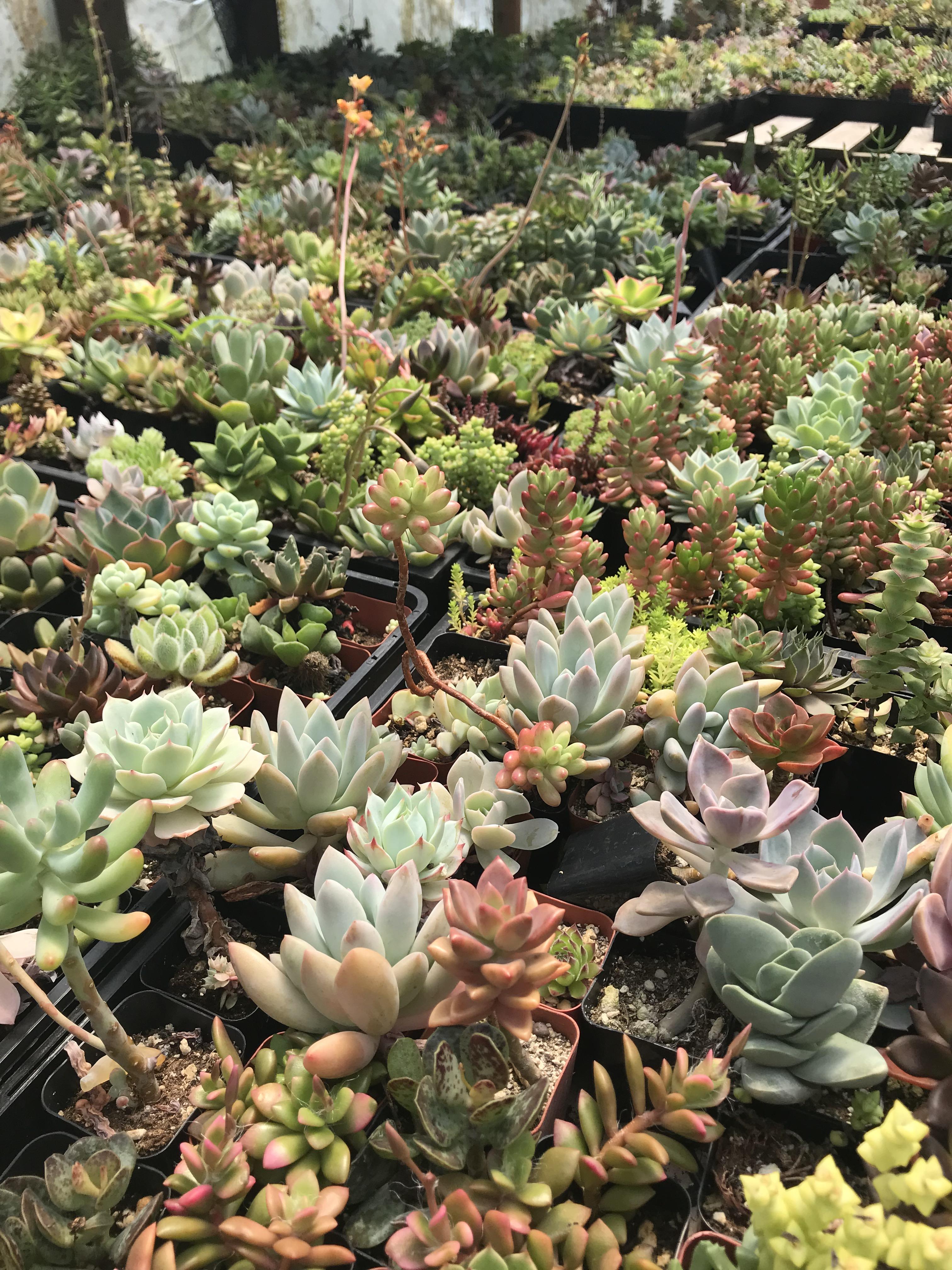A succulent and cactus farm 20 minutes from the coast in Oregon
