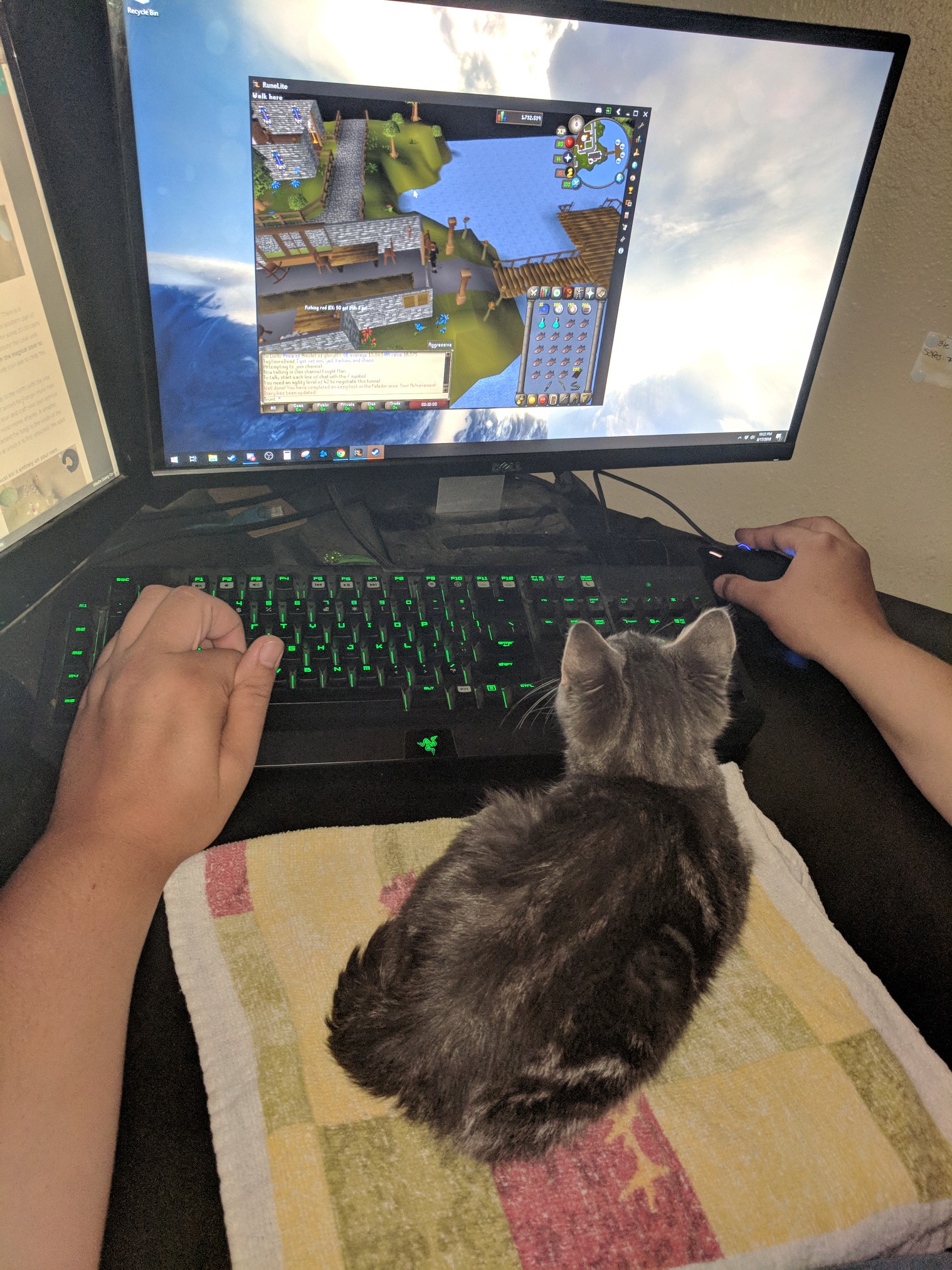 My IRL osrs pet kitten. r/2007scape