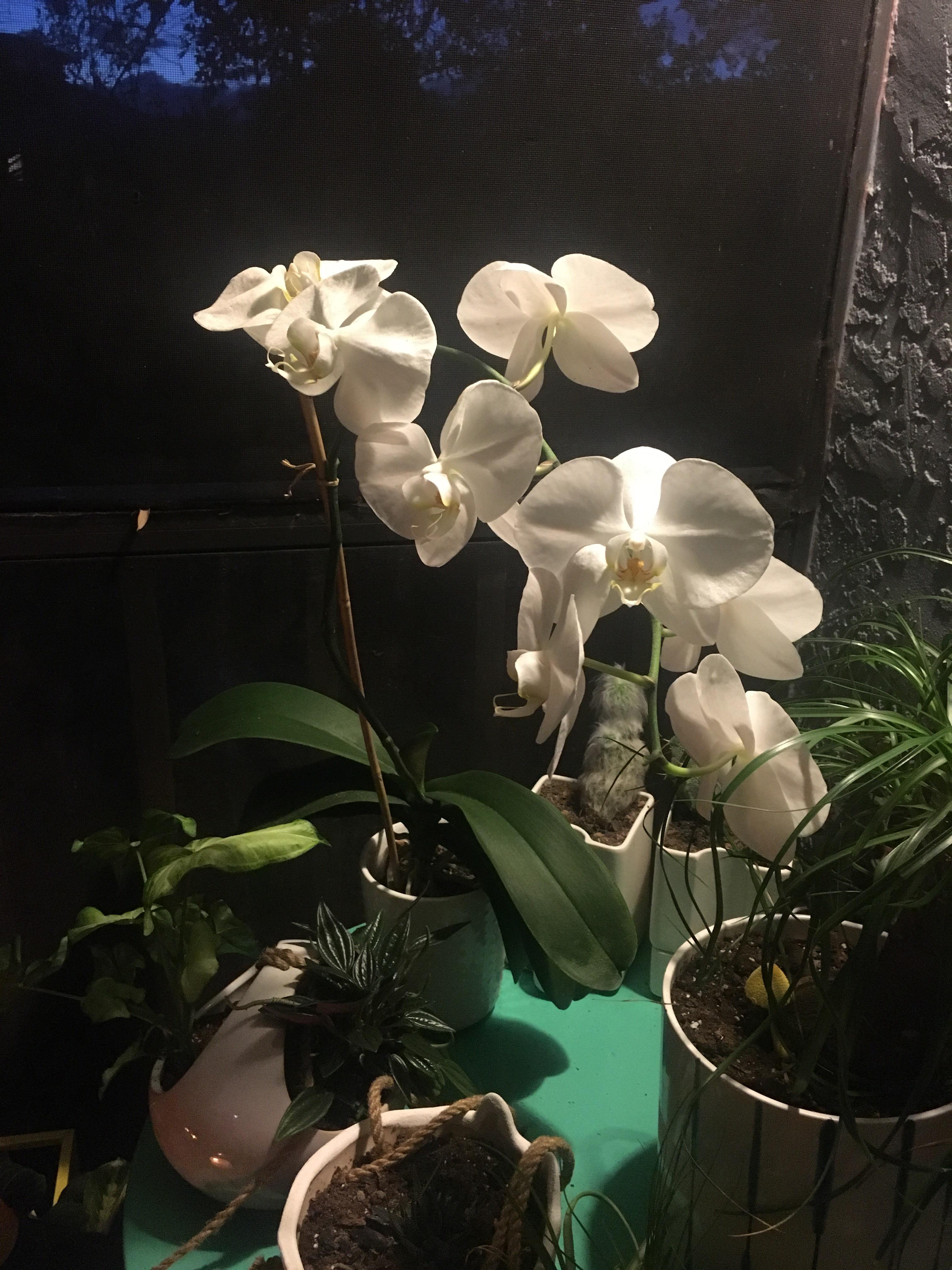 After my dog unexpectedly died last year, my apartment building gave me