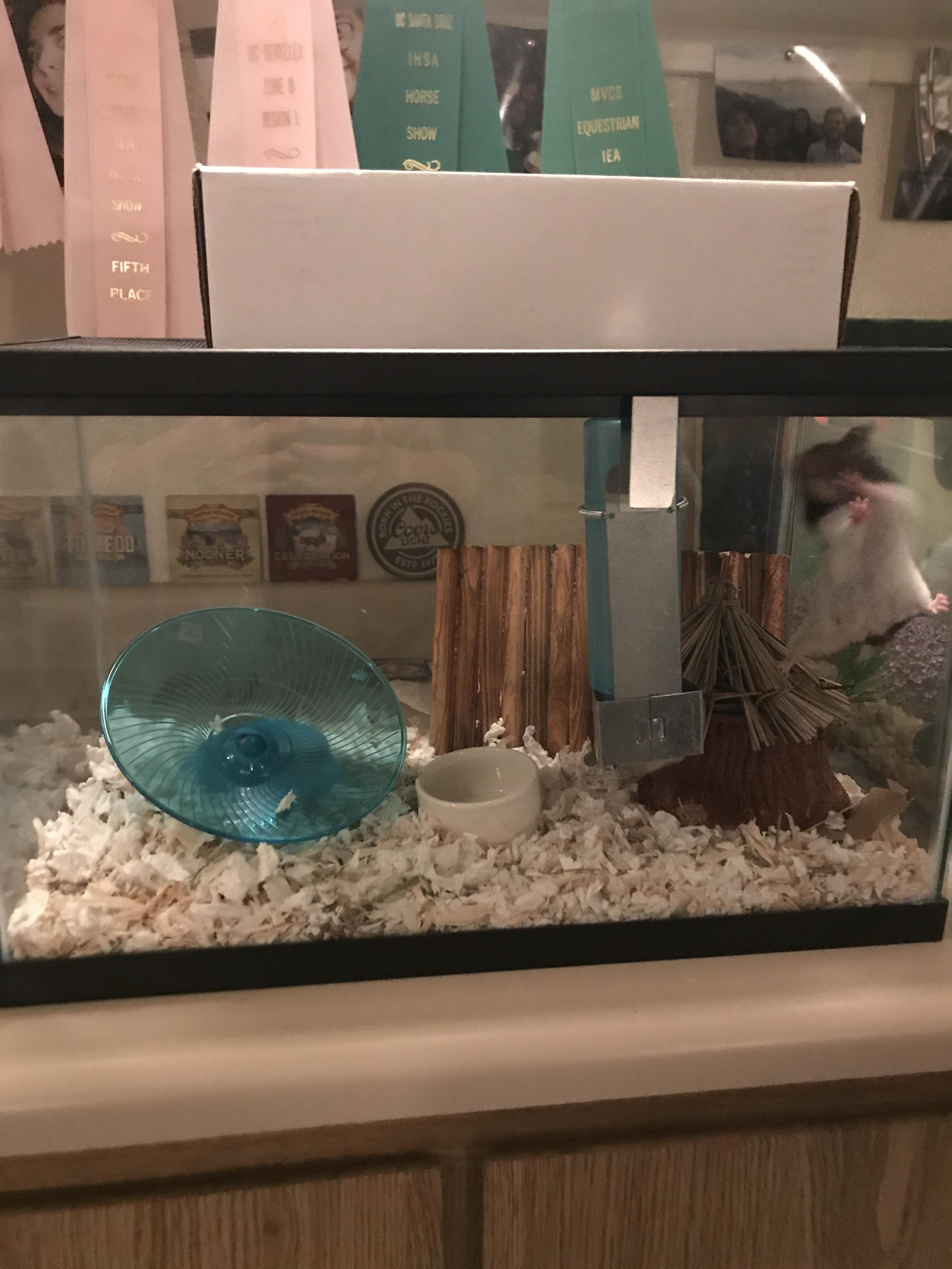 This escape artist chewed a hole through her bin cage, got out, and