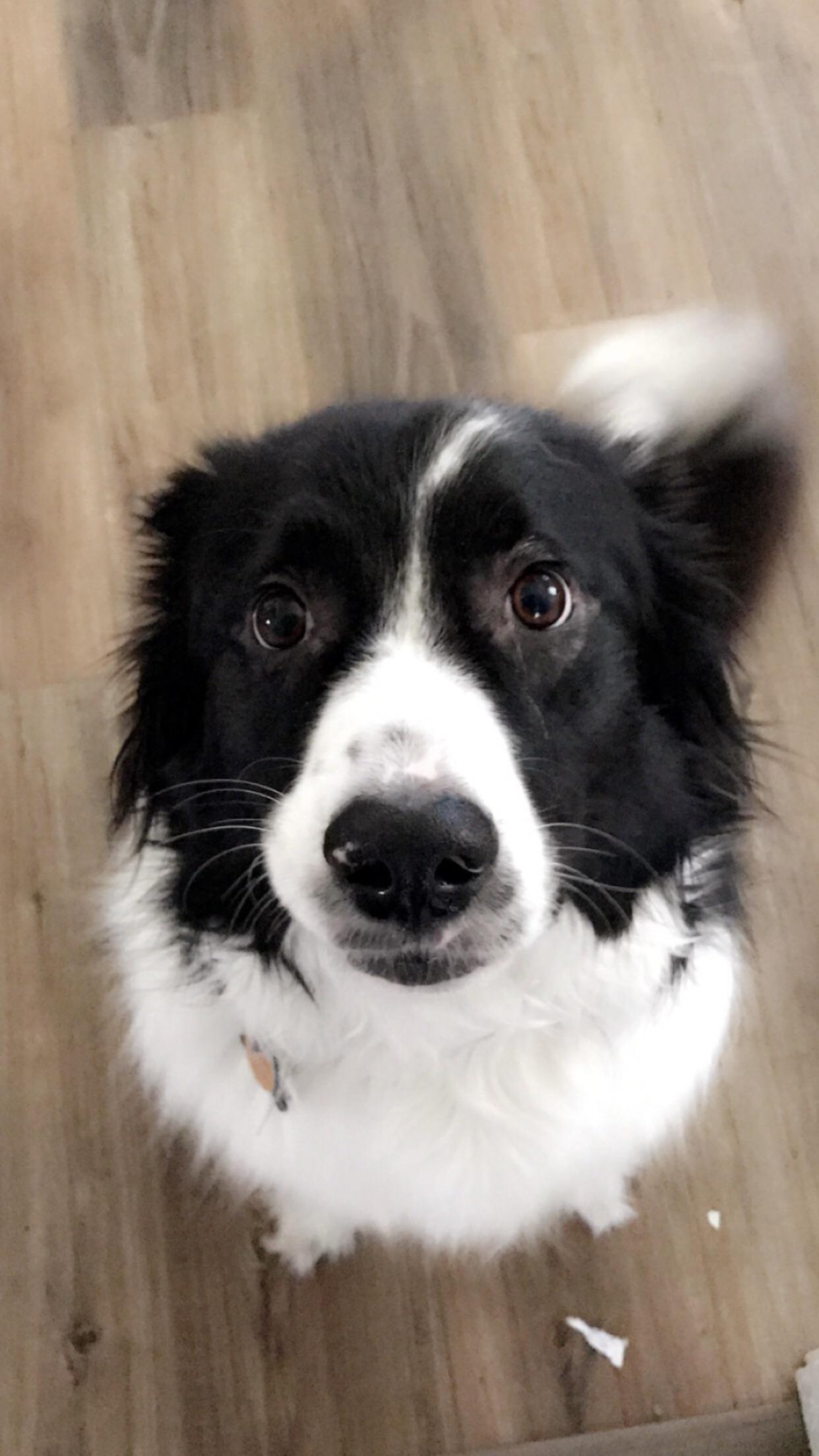Have been seeing a lot of border collies on reddit lately, thought I’d