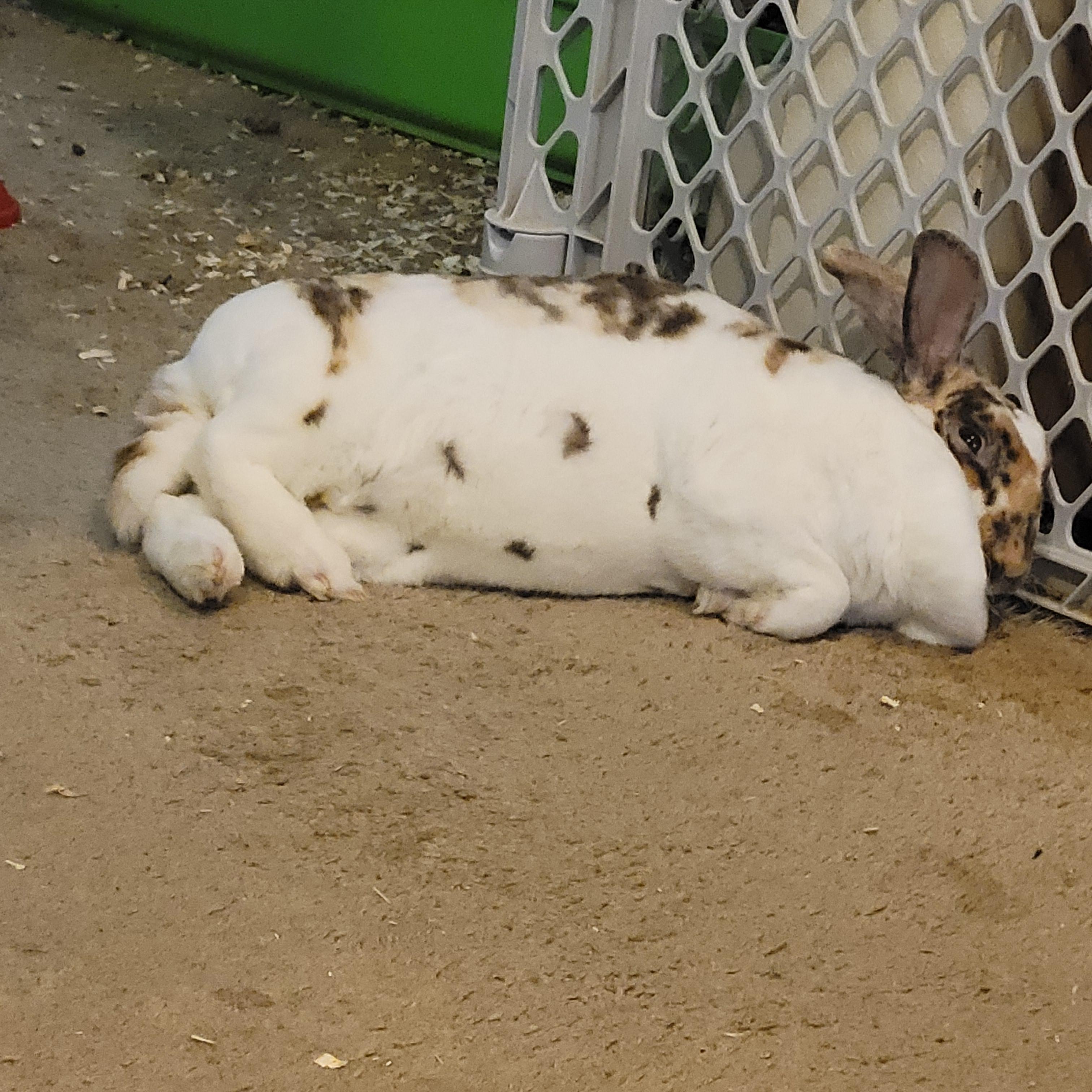CC begging for belly rubs r/Rabbits