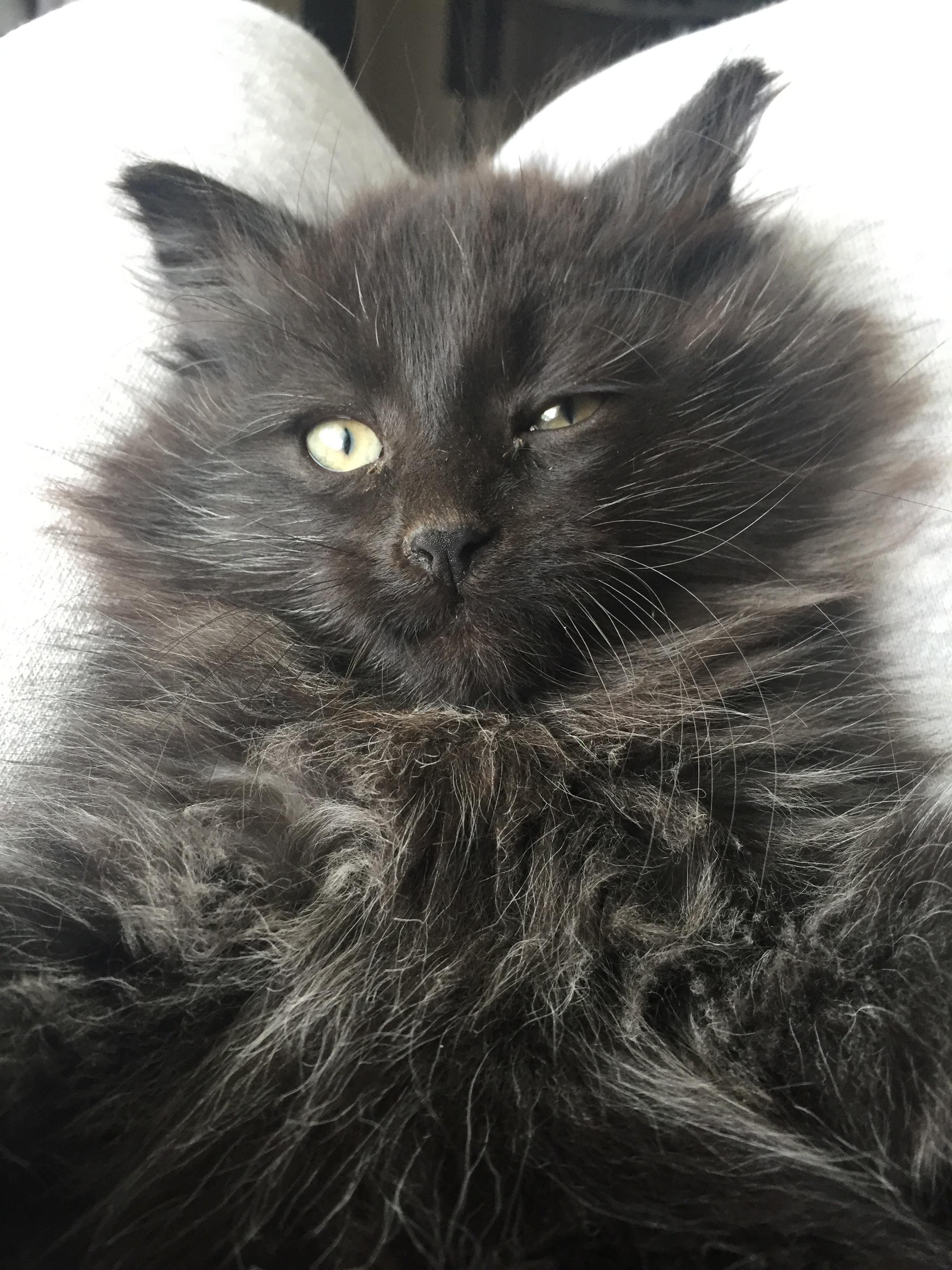 Mornings are rough... r/kittens