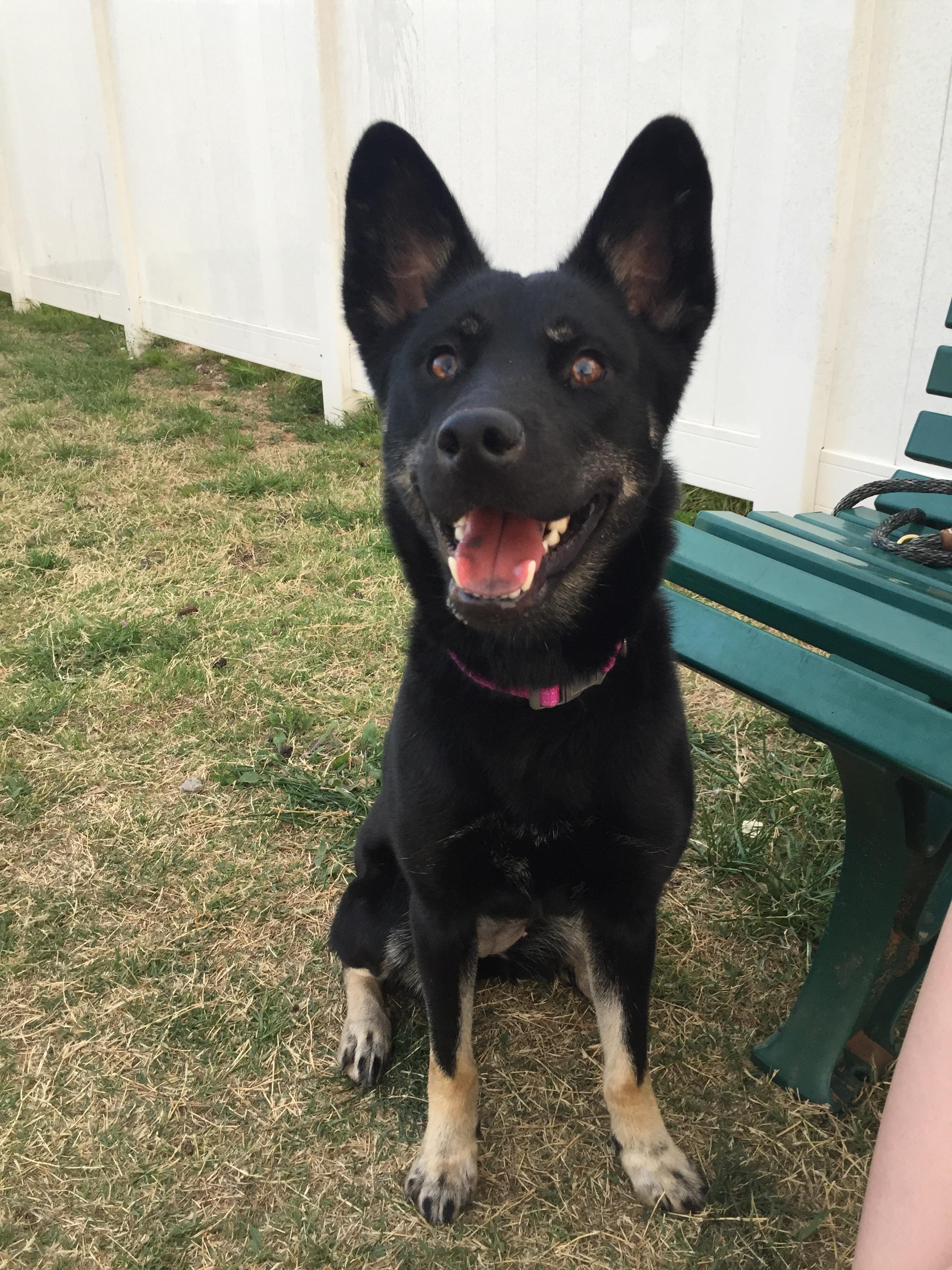 German Shepherd Border Collie Mix Black petfinder