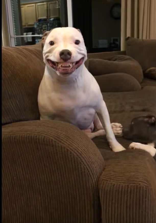 This dog r/uncannyvalley