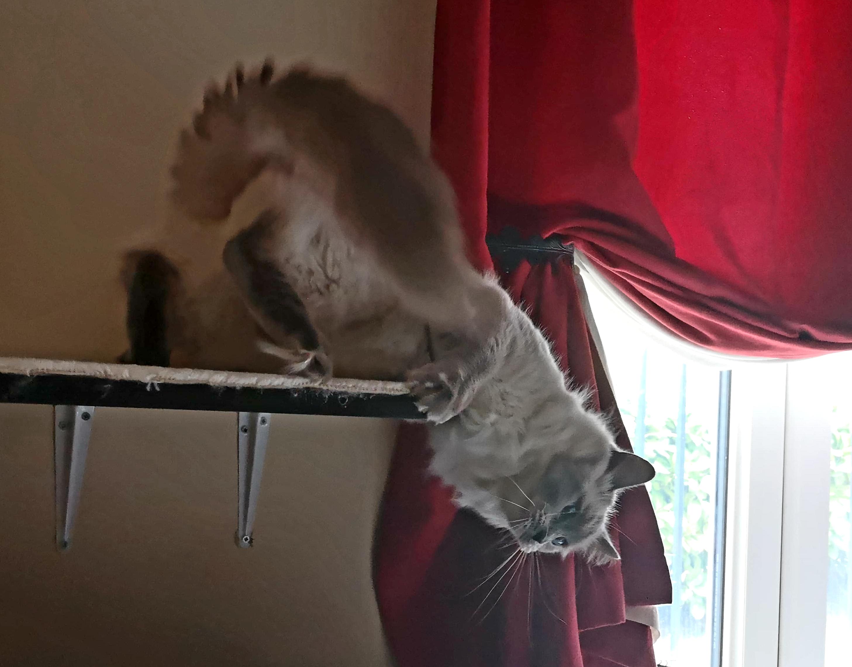 My boyfriend perfectly captured the moment my cat fell off the shelf but caught herself. r/cats