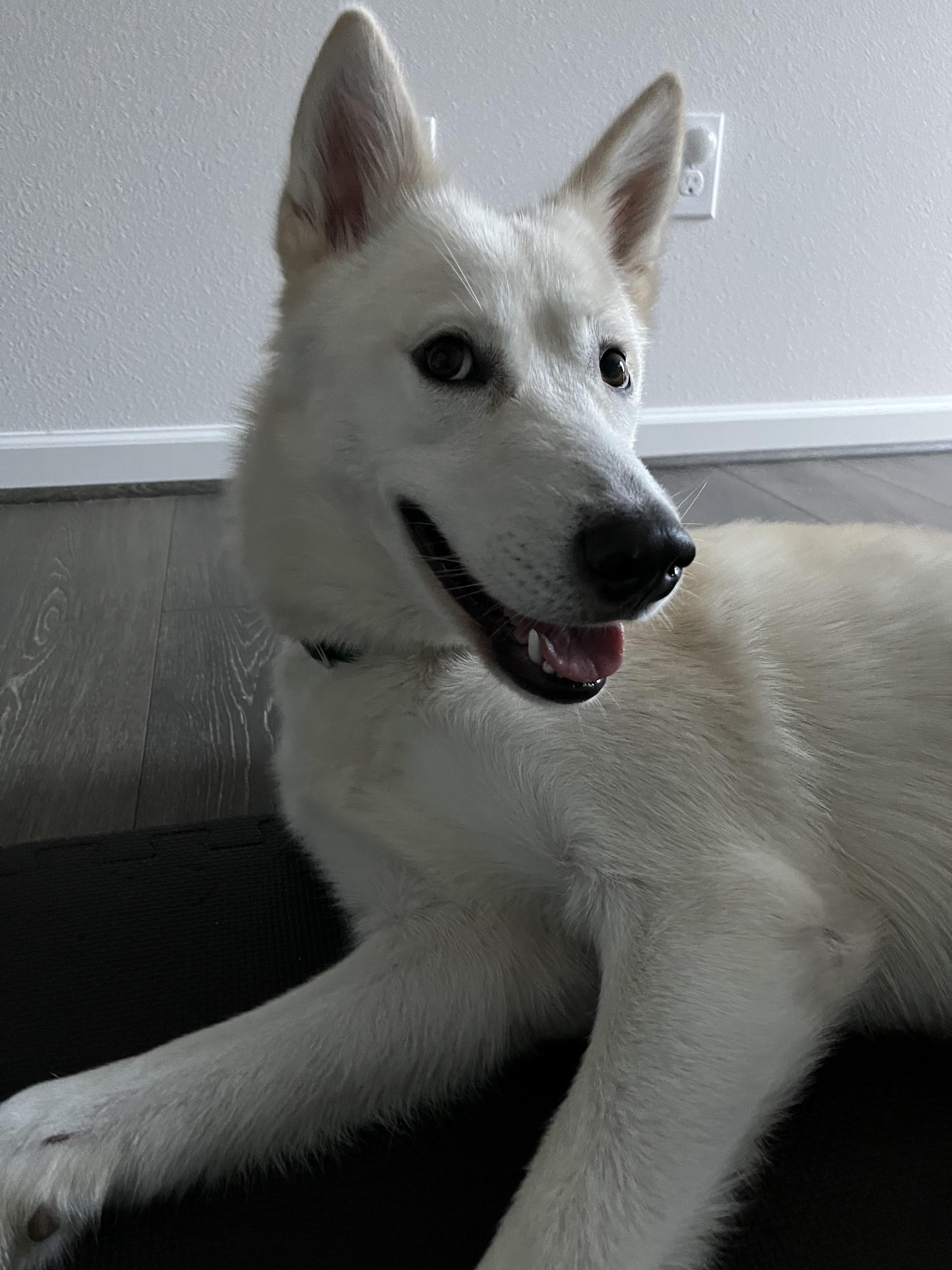 13 best u/eucalyptus_minty images on Pholder Sourdough, Dog Advice