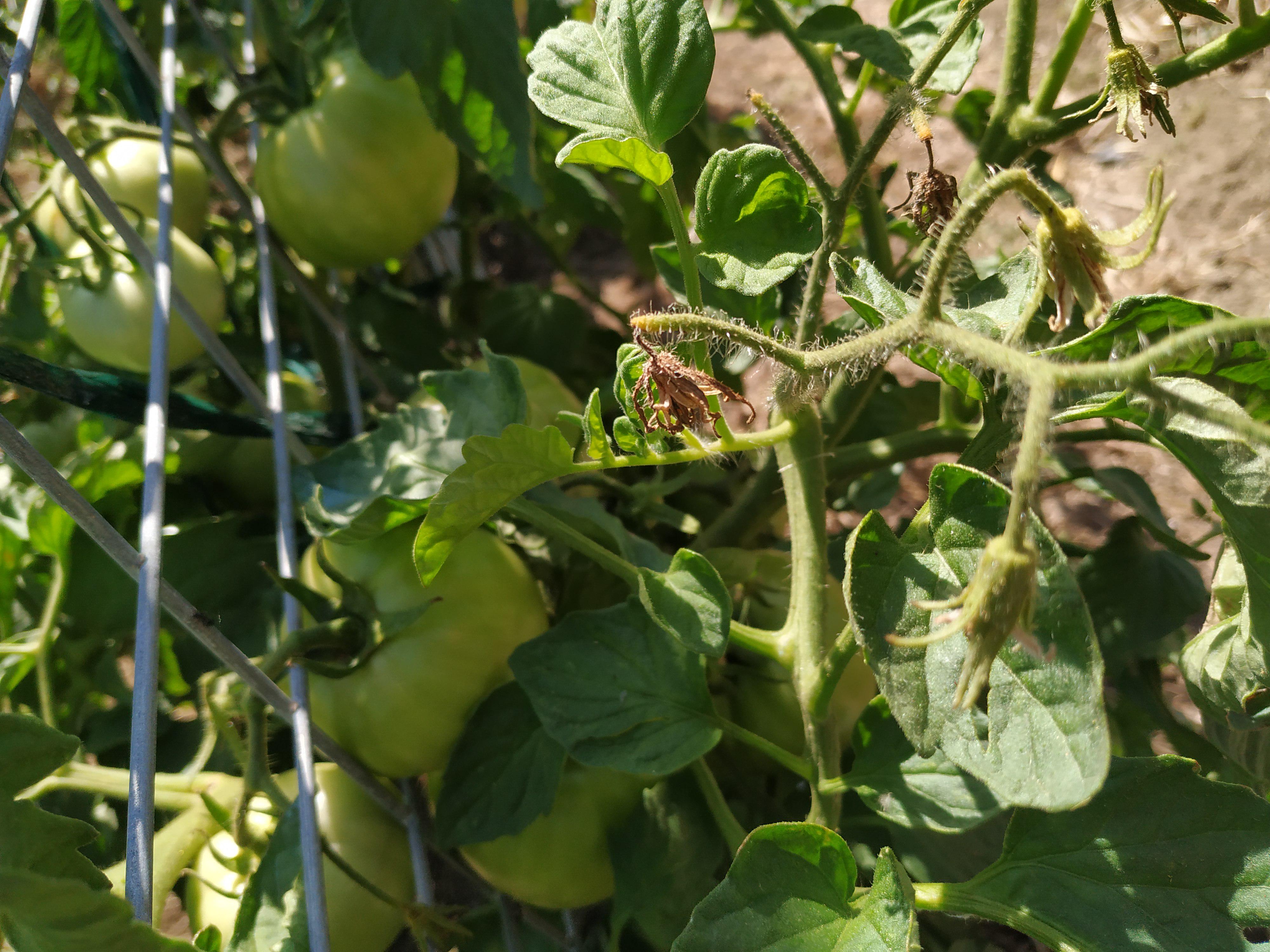 Tomato flowers are dying r/gardening